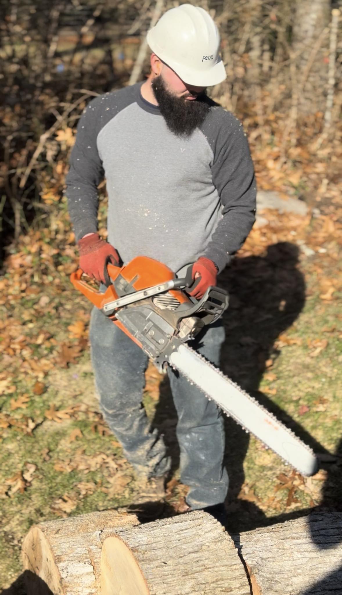 Sapere Tree Services