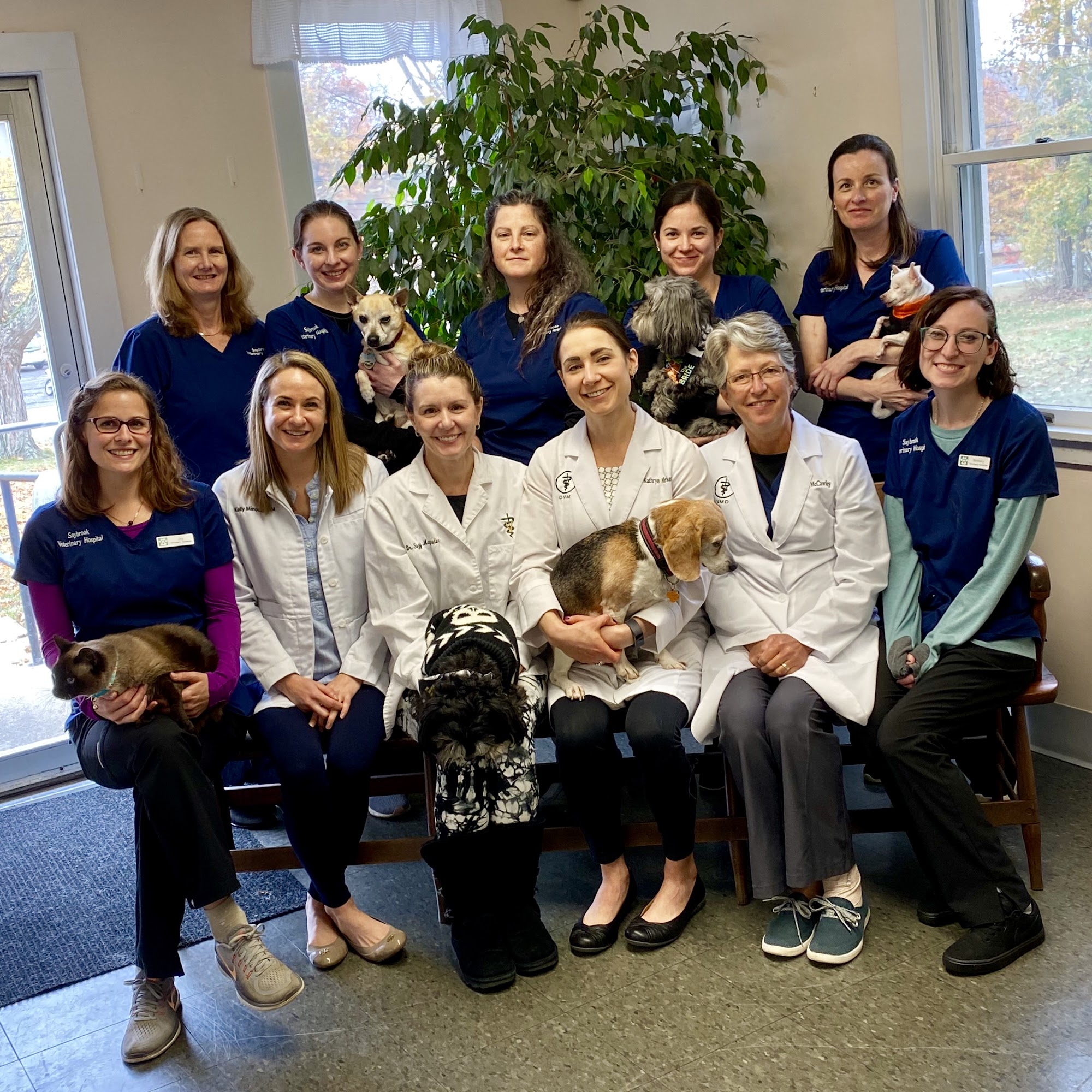 Saybrook Veterinary Hospital Old Saybrook