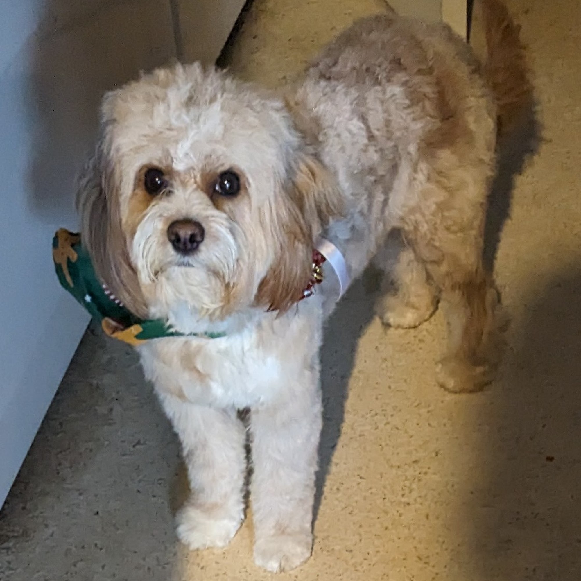 Pampered Pets Grooming Salon Old Saybrook