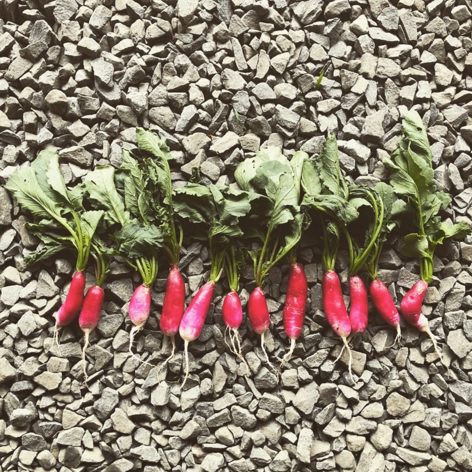 South Haven Farm Orange