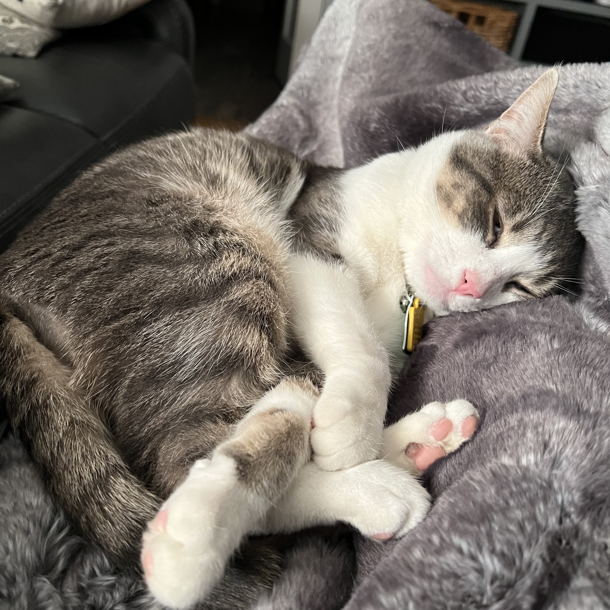 Ragged Mountain Veterinarian Plainville