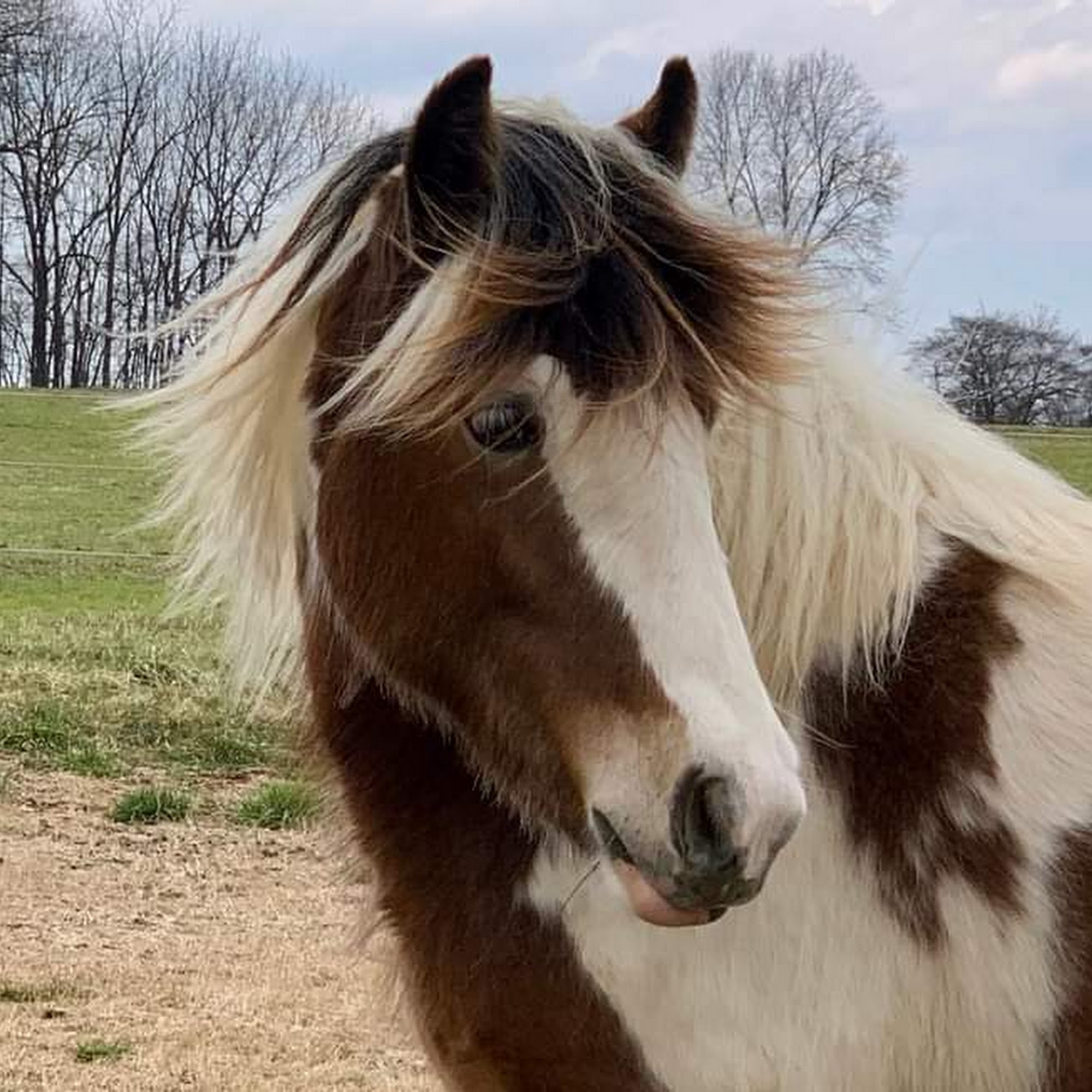 Preston Animal Hospital Preston