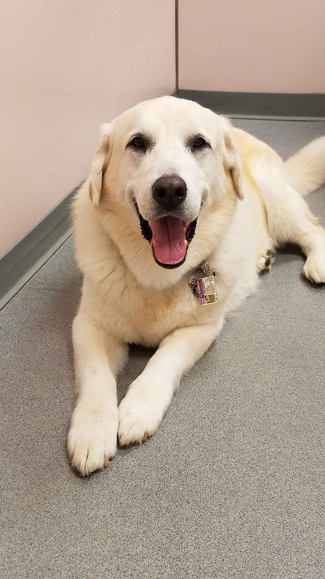 Prospect Veterinary Hospital Prospect