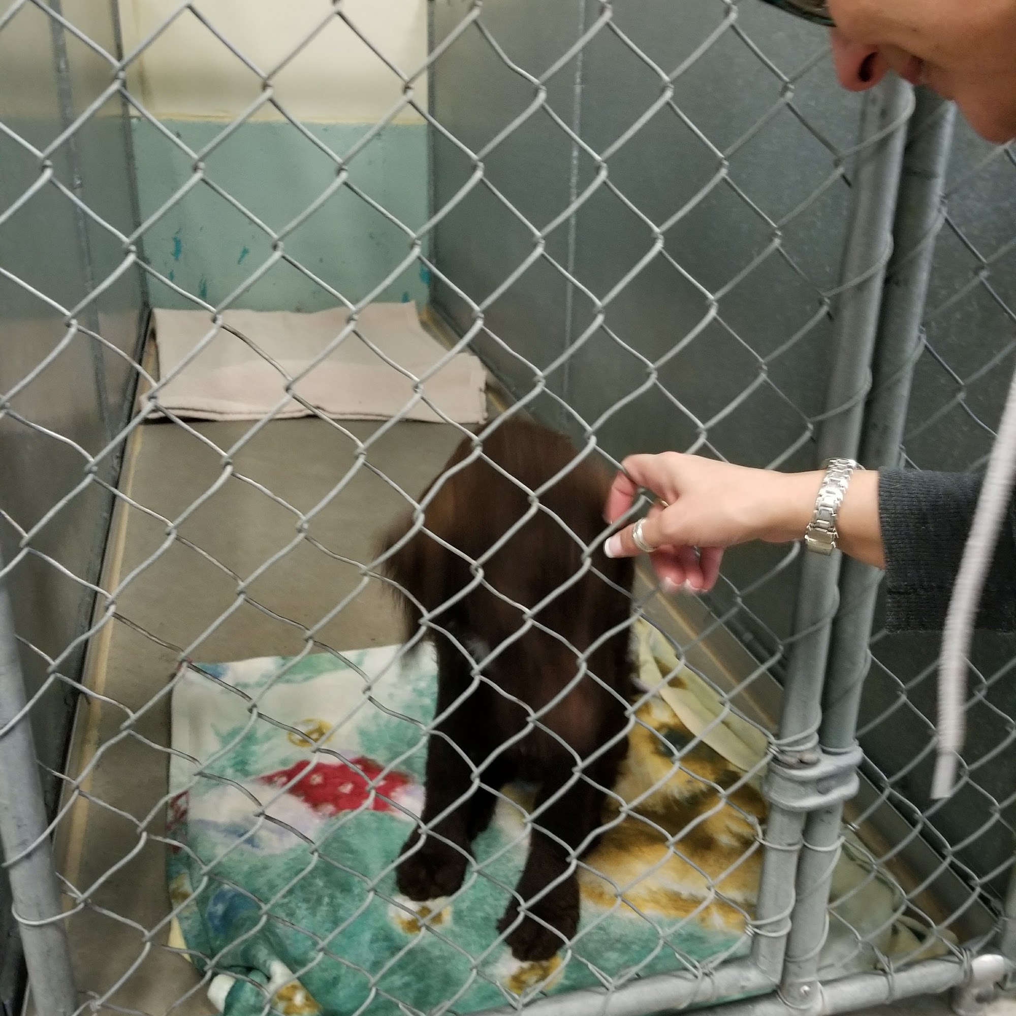 Prospect Veterinary Hospital Prospect