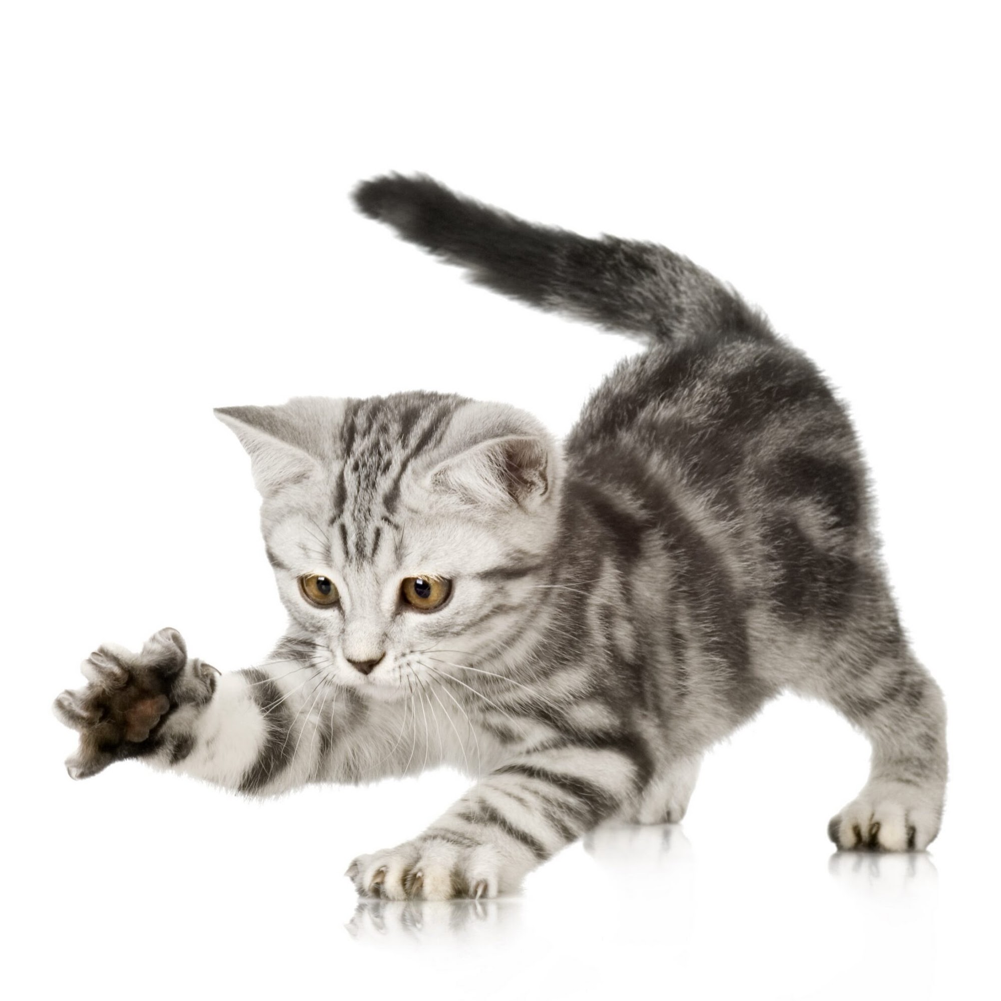 Animal Hospital of Putnam, LLC Putnam