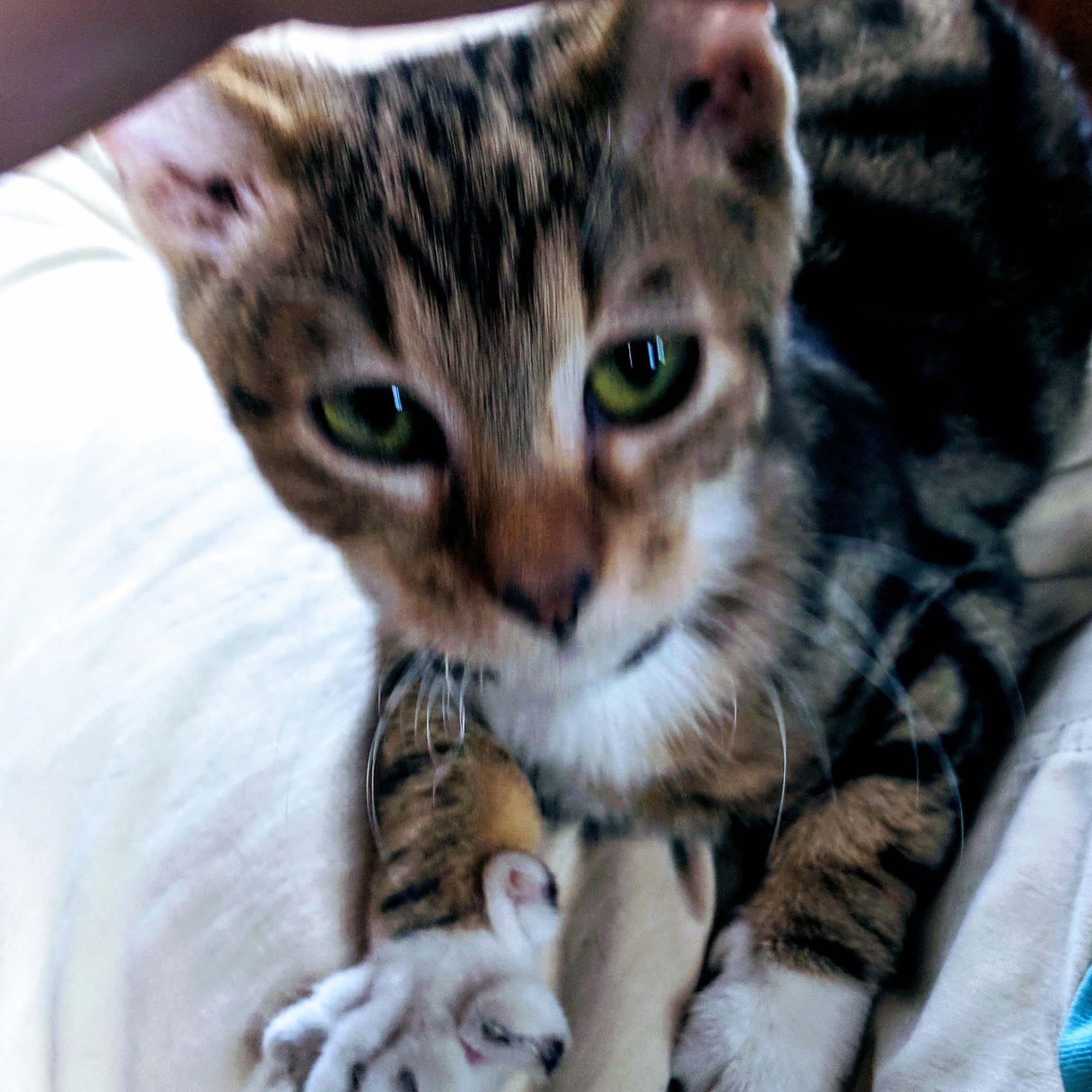 Redding Veterinary Hospital Ridgefield