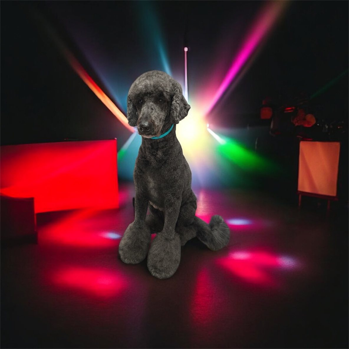 Bone Jour Dog Grooming Ridgefield