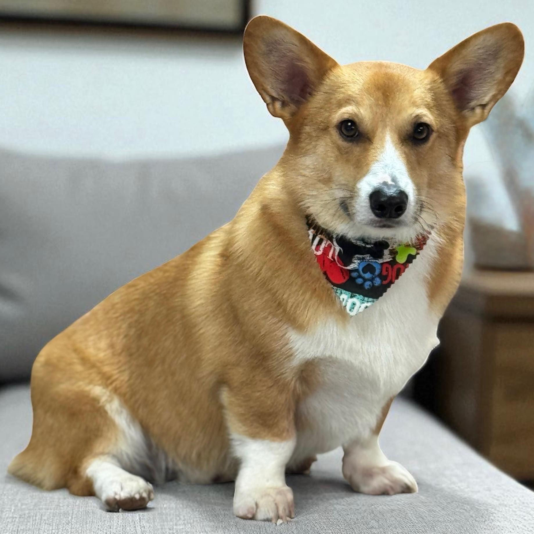 Bone Jour Dog Grooming Ridgefield