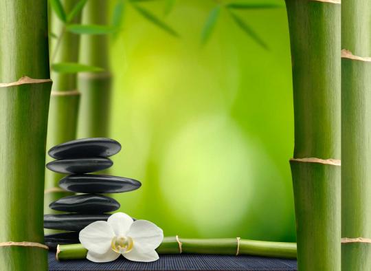 Xin Zhang Acupuncture & Herbs