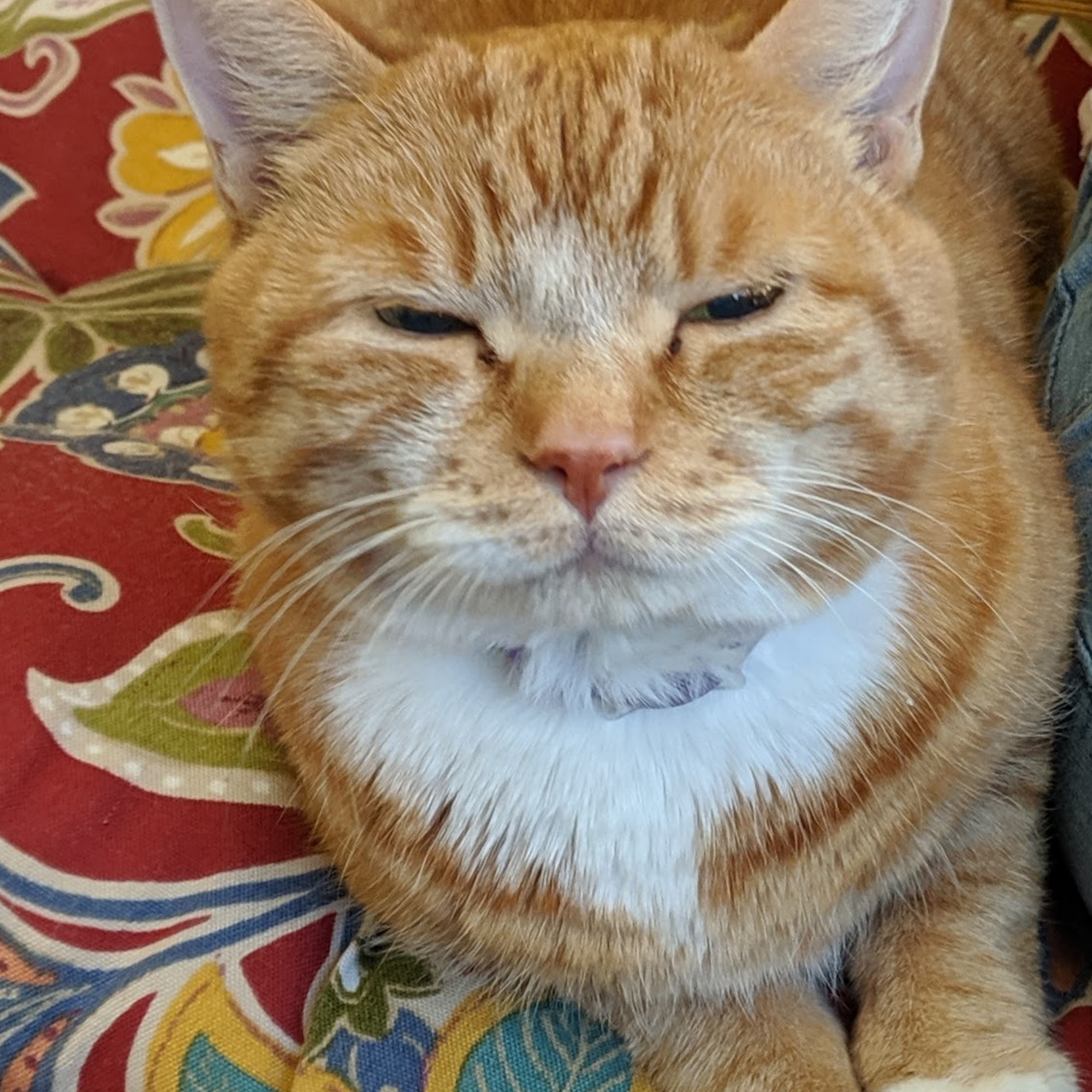 Catzablanca Cat Clinic & Hospital Rocky Hill