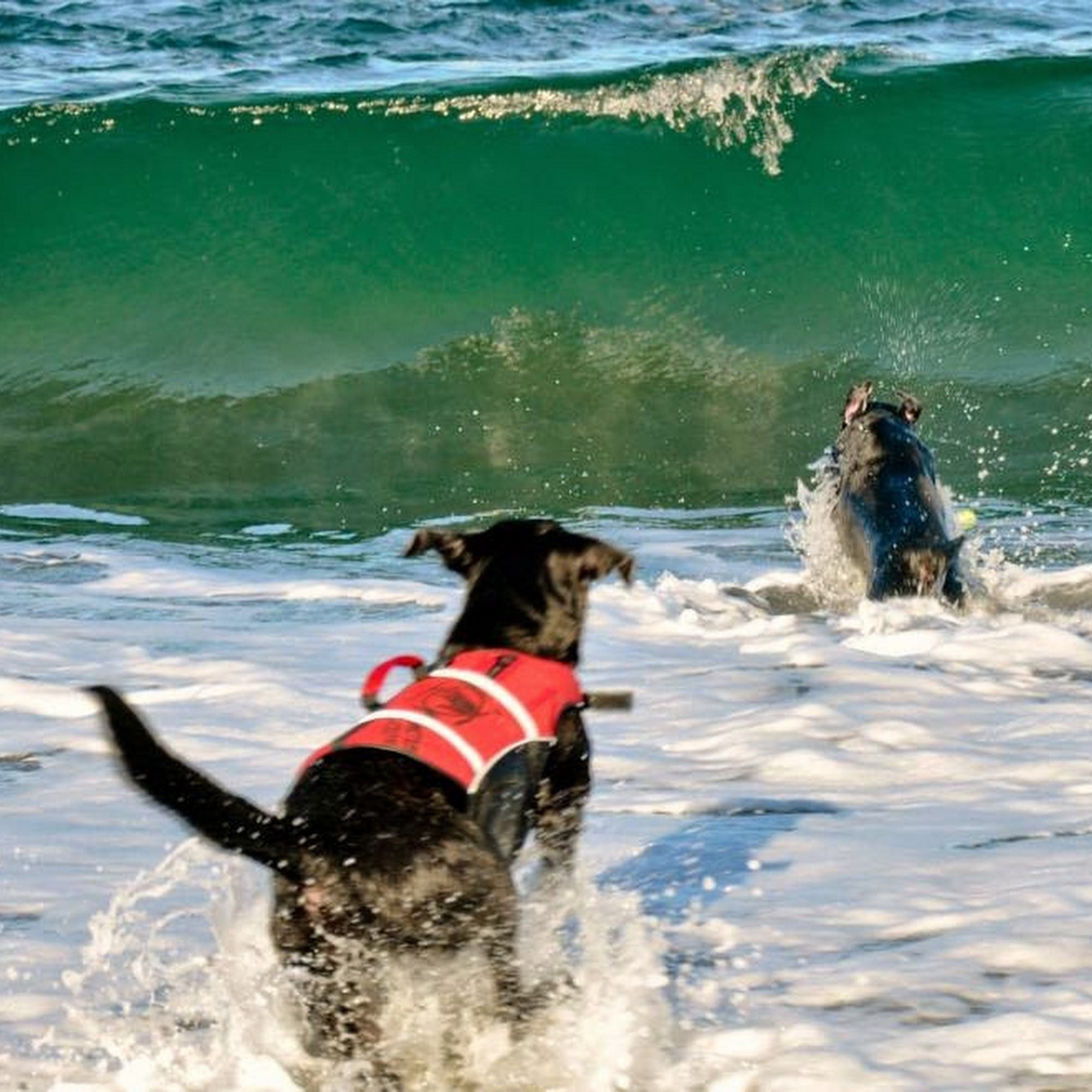 Salem Valley Veterinary Clinic Salem