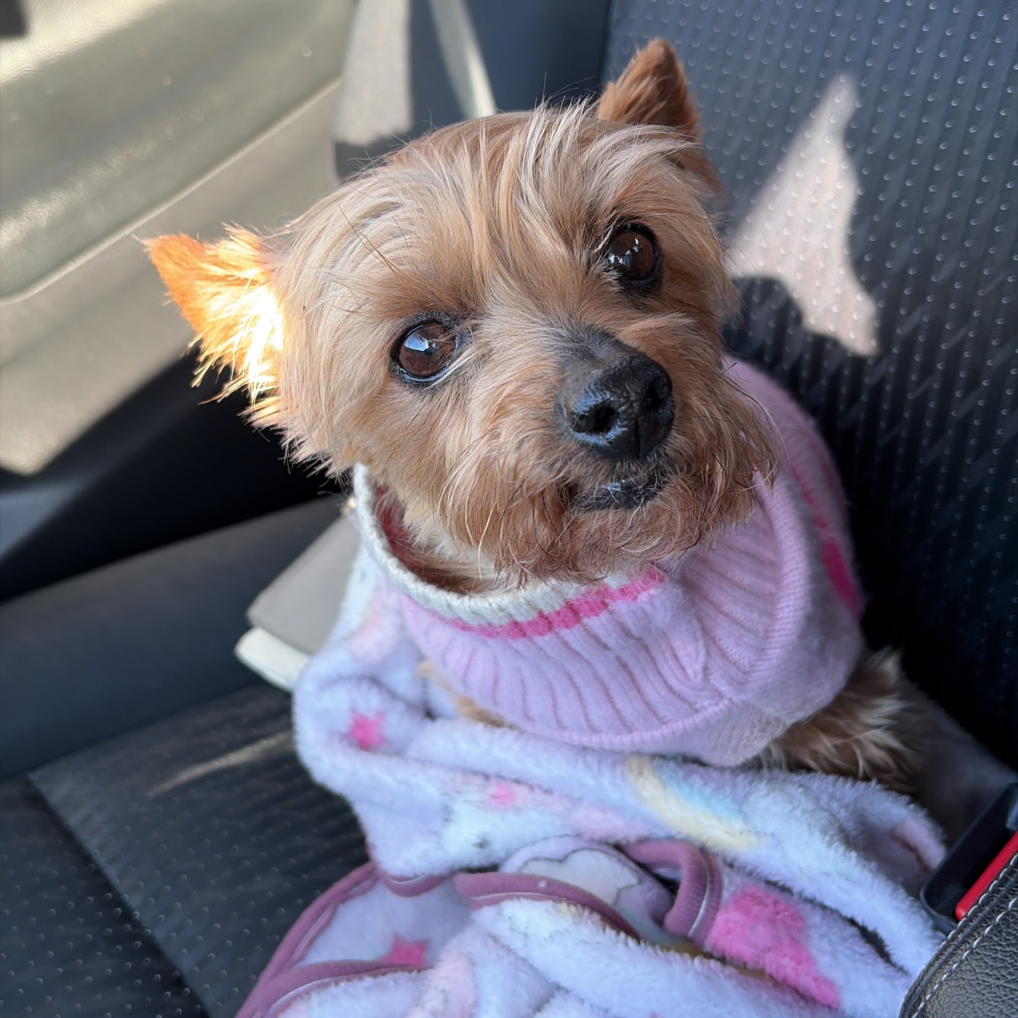 Ansonia Seymour Veterinary Hospital Seymour