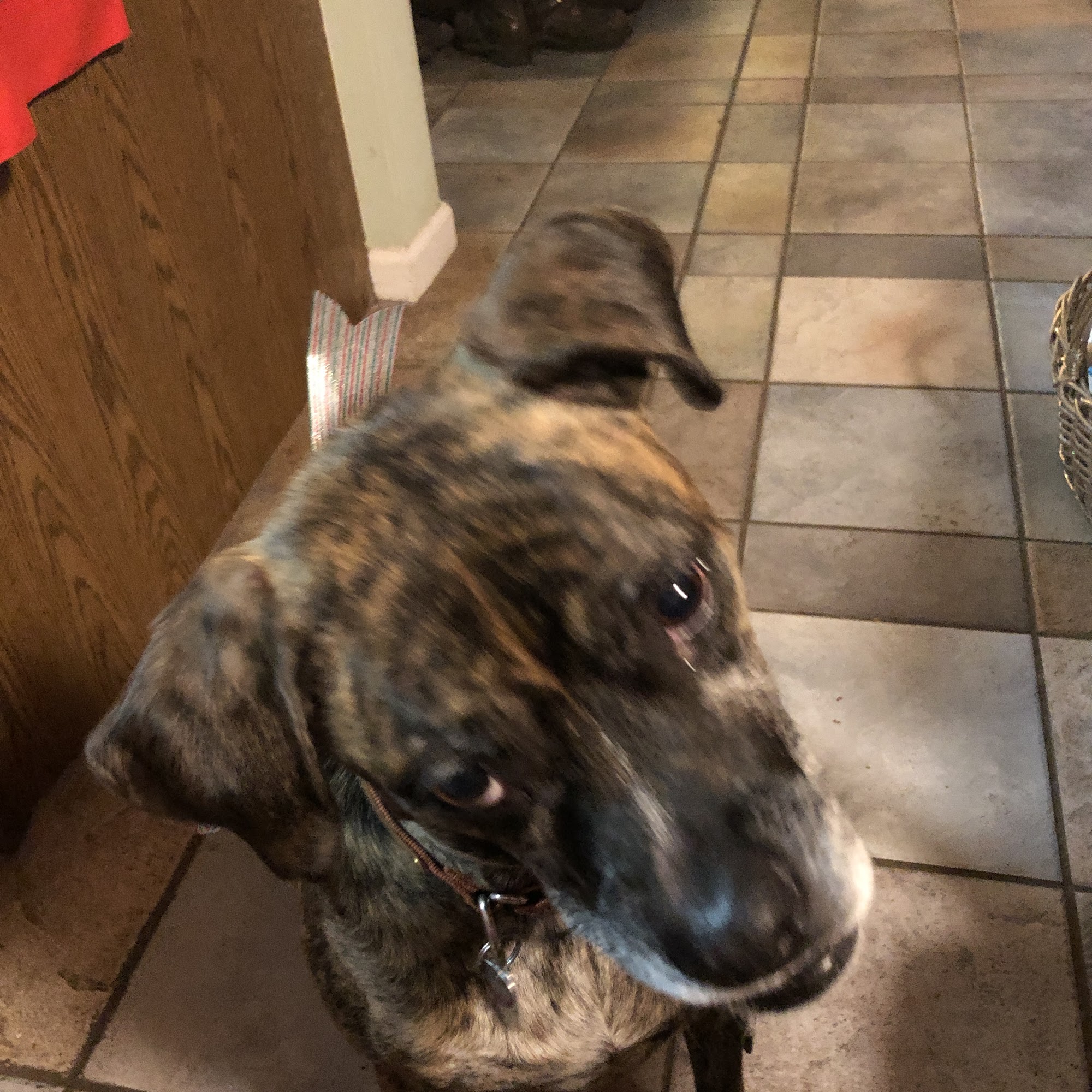 Bee Tree Veterinary Clinic LLC Sharon