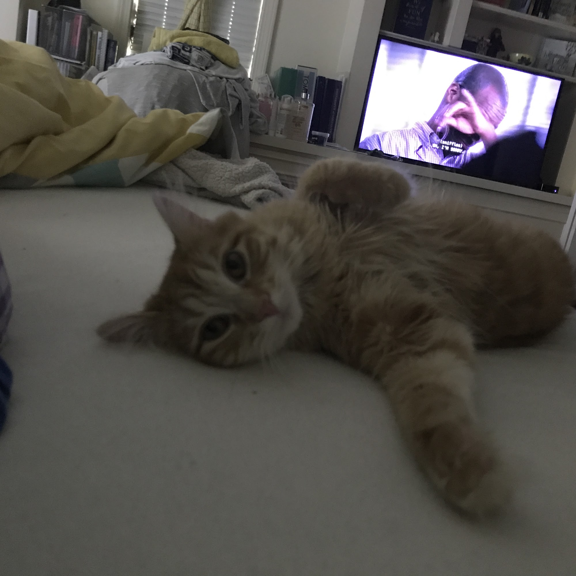 Dr. Stefanie Kreiger Shelton