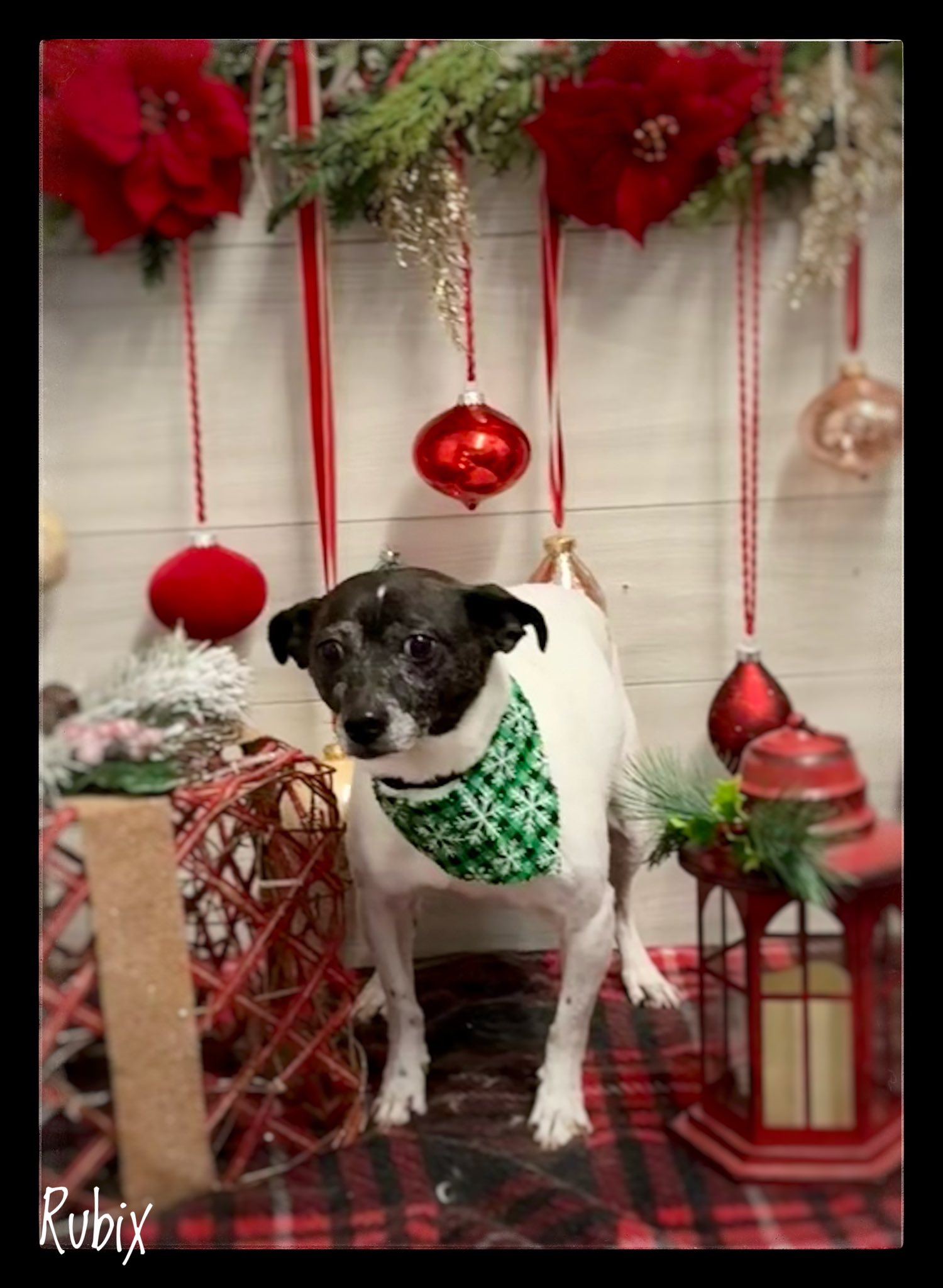 Grooming by Diana Shelton