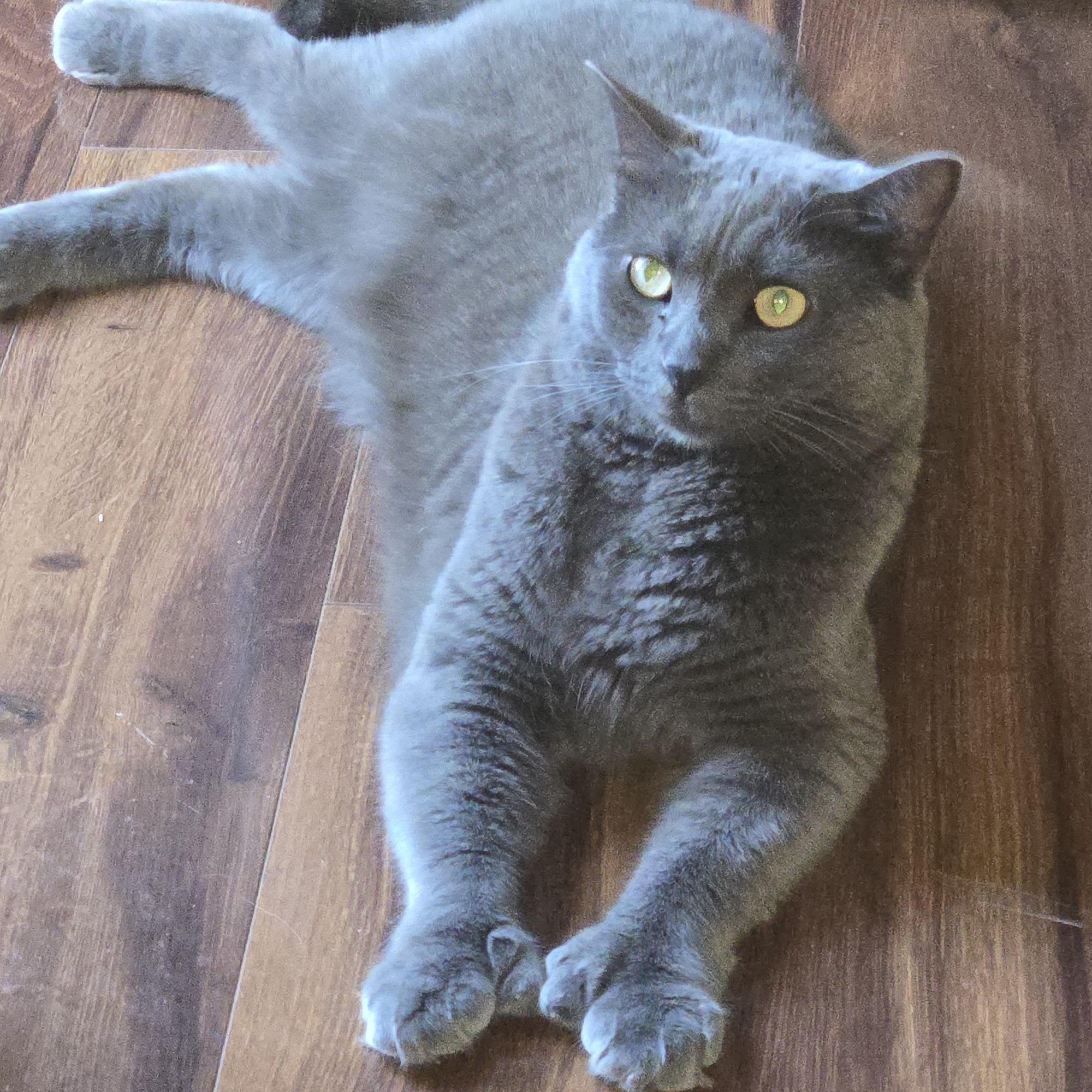 Simsbury Veterinary Hospital Simsbury