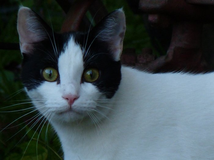 VCA Valley Animal Hospital South Windsor