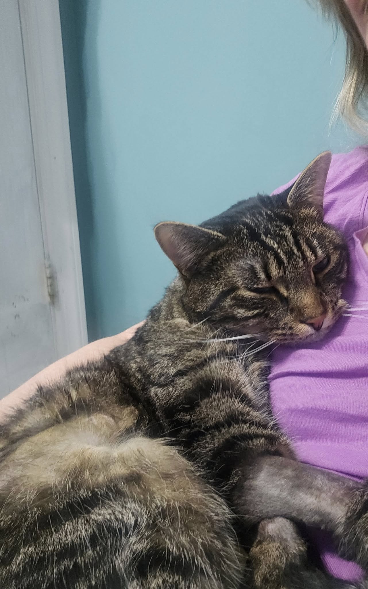 Pristine paws grooming salon Southington