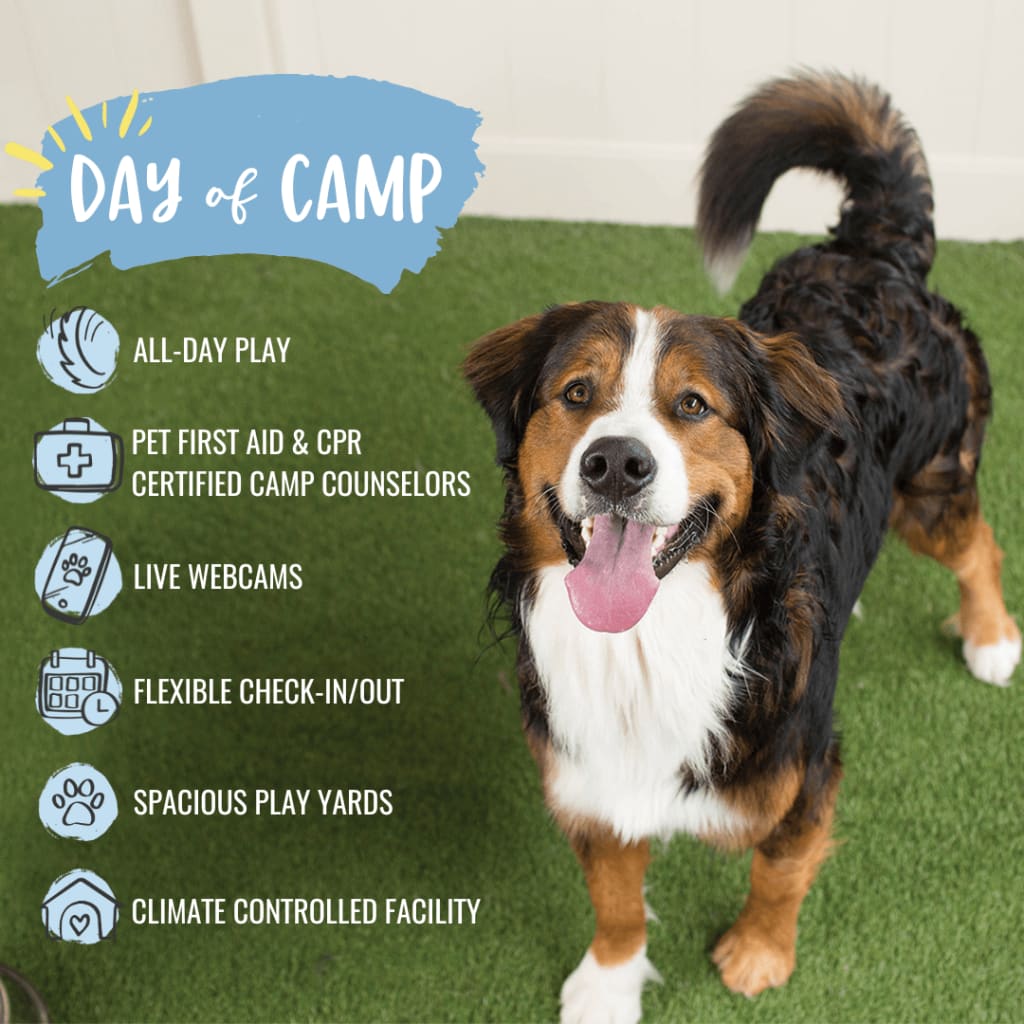 Camp Bow Wow Stamford Stamford