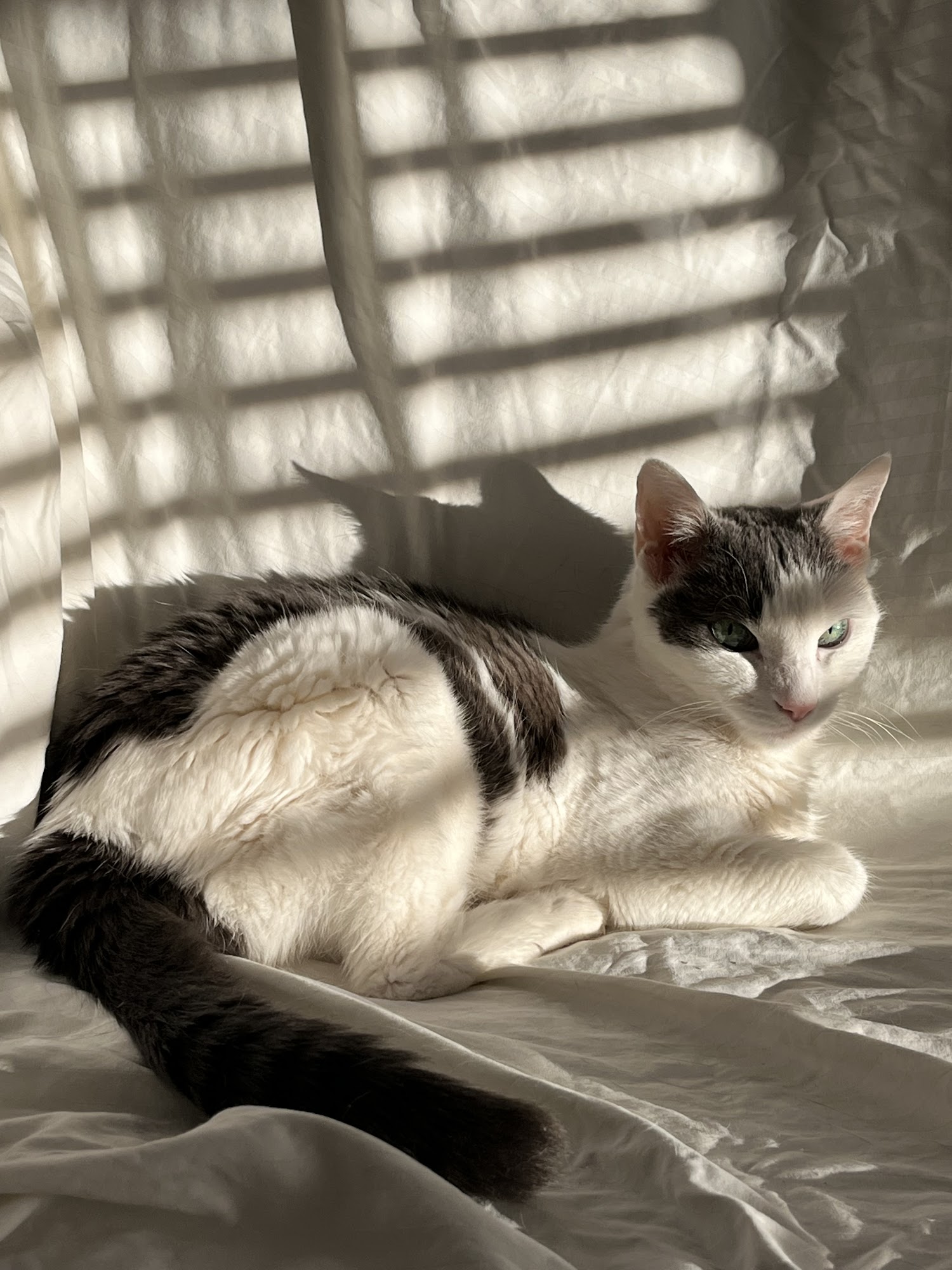 Cornell University Veterinary Specialists Stamford