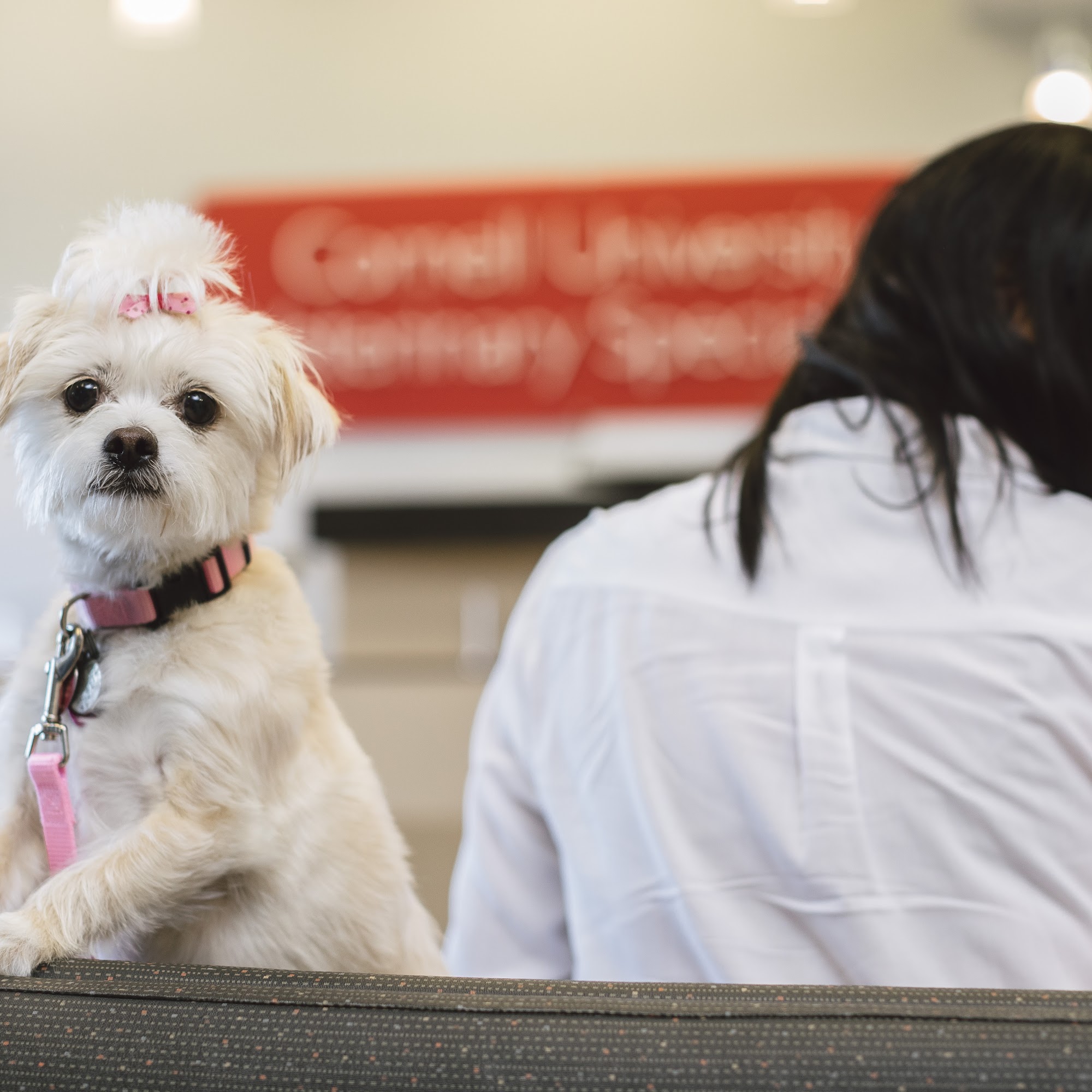 Cornell University Veterinary Specialists Stamford