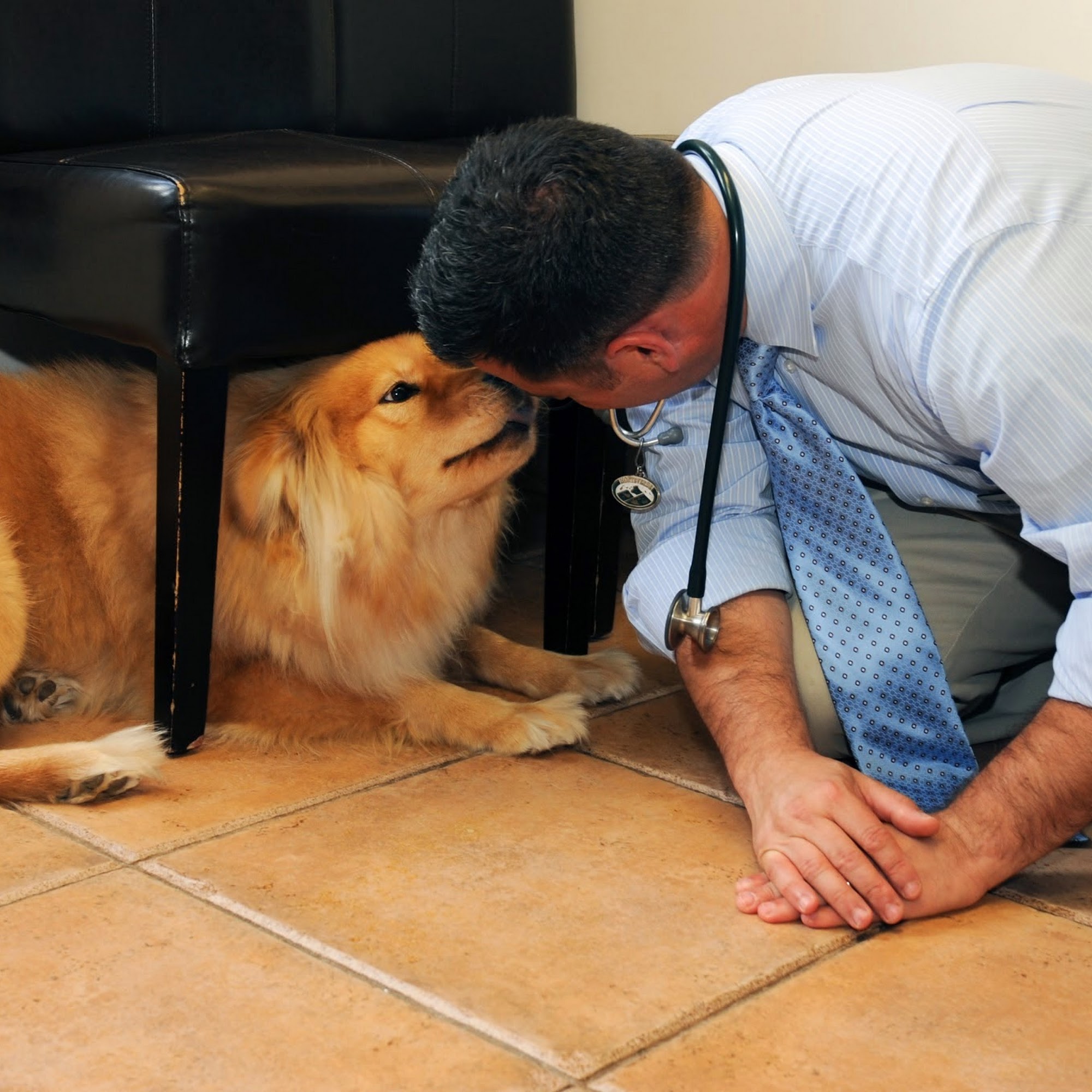 Bull's Head Pet Hospital Stamford