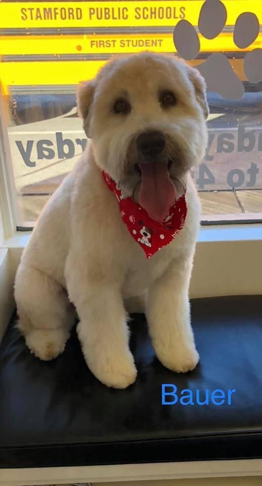 Groom To Bloom Dog Salon Stamford