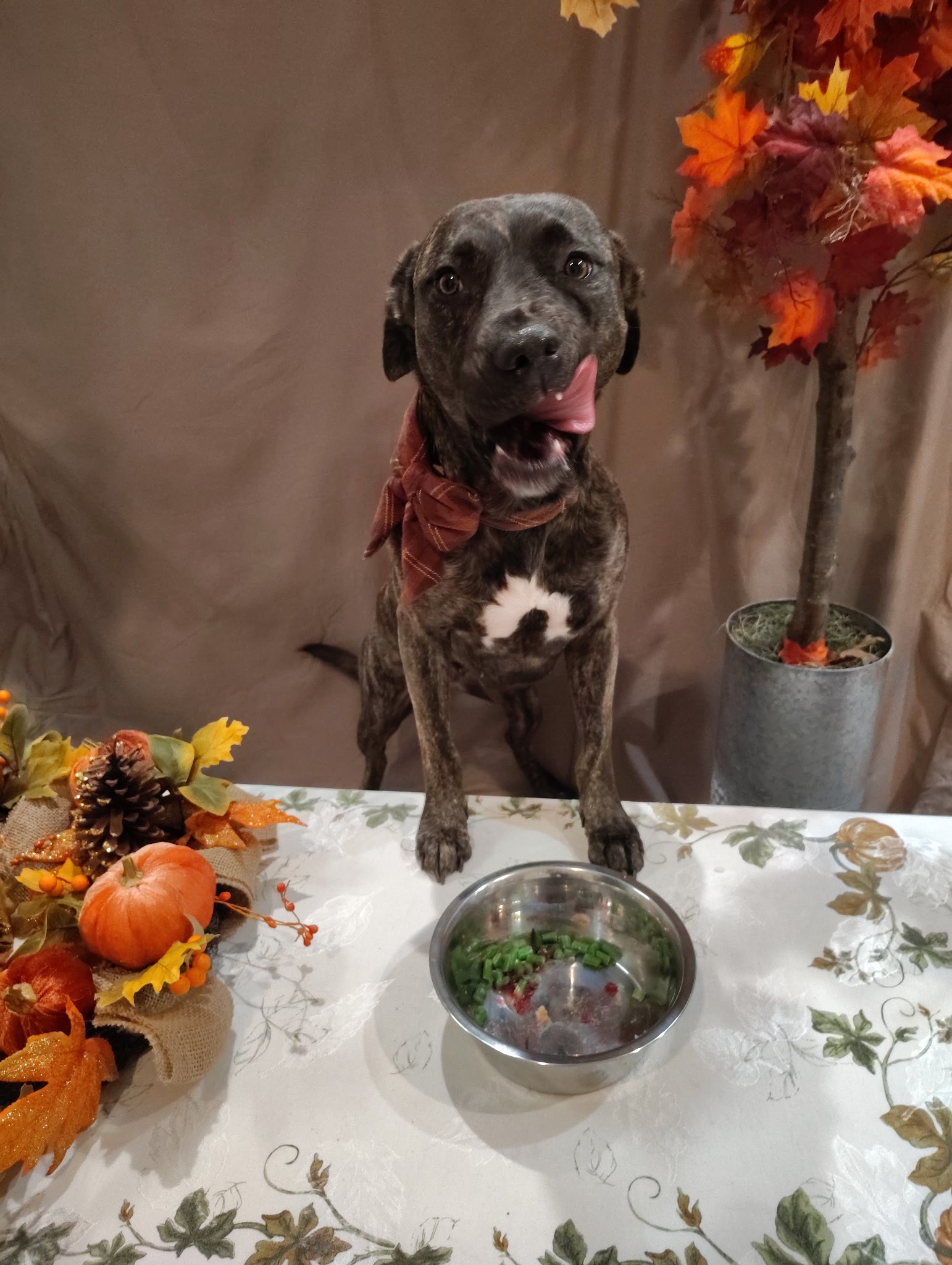 Pets a Go Go LLC Stamford