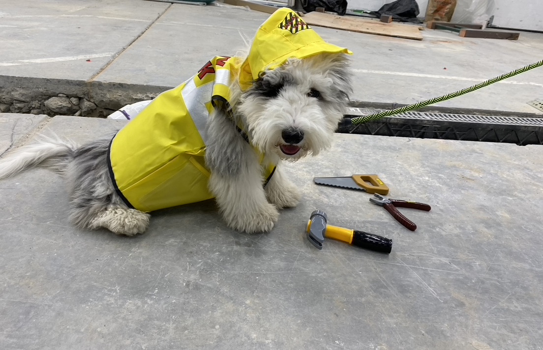 Room for Paws Pet Resort Stamford