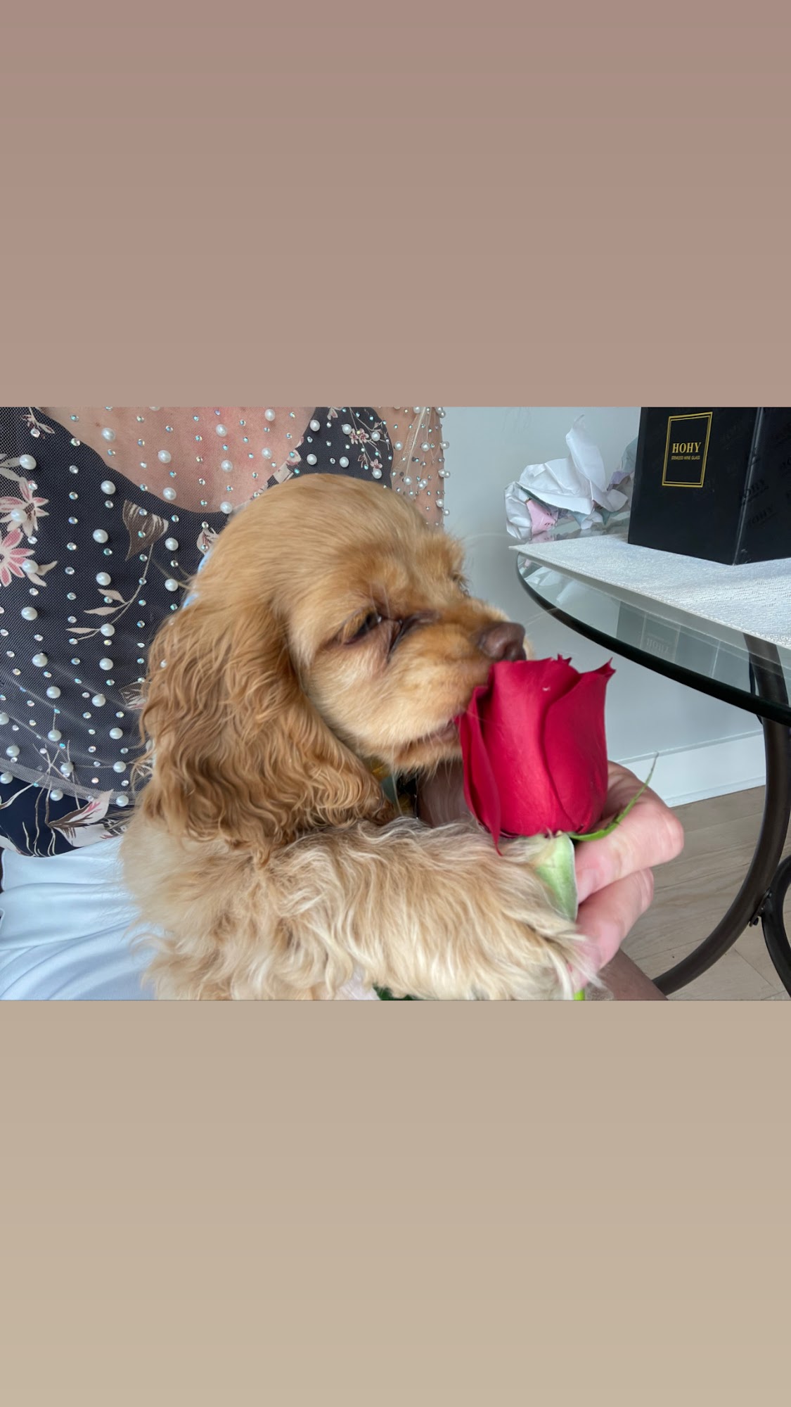 PAWFECT COMPANIONS DOG CARE LLC Stamford