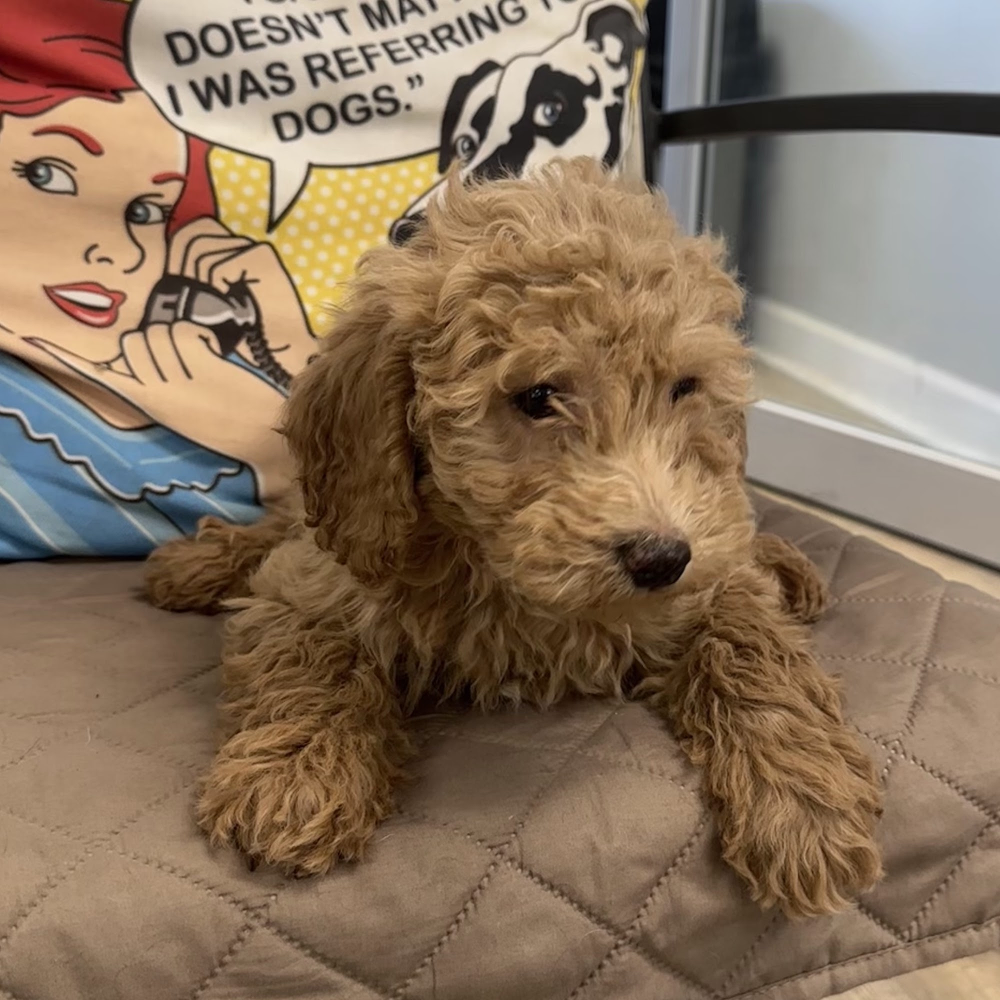 All American Breeders 1086 Long Ridge Rd, Stamford Connecticut 06903