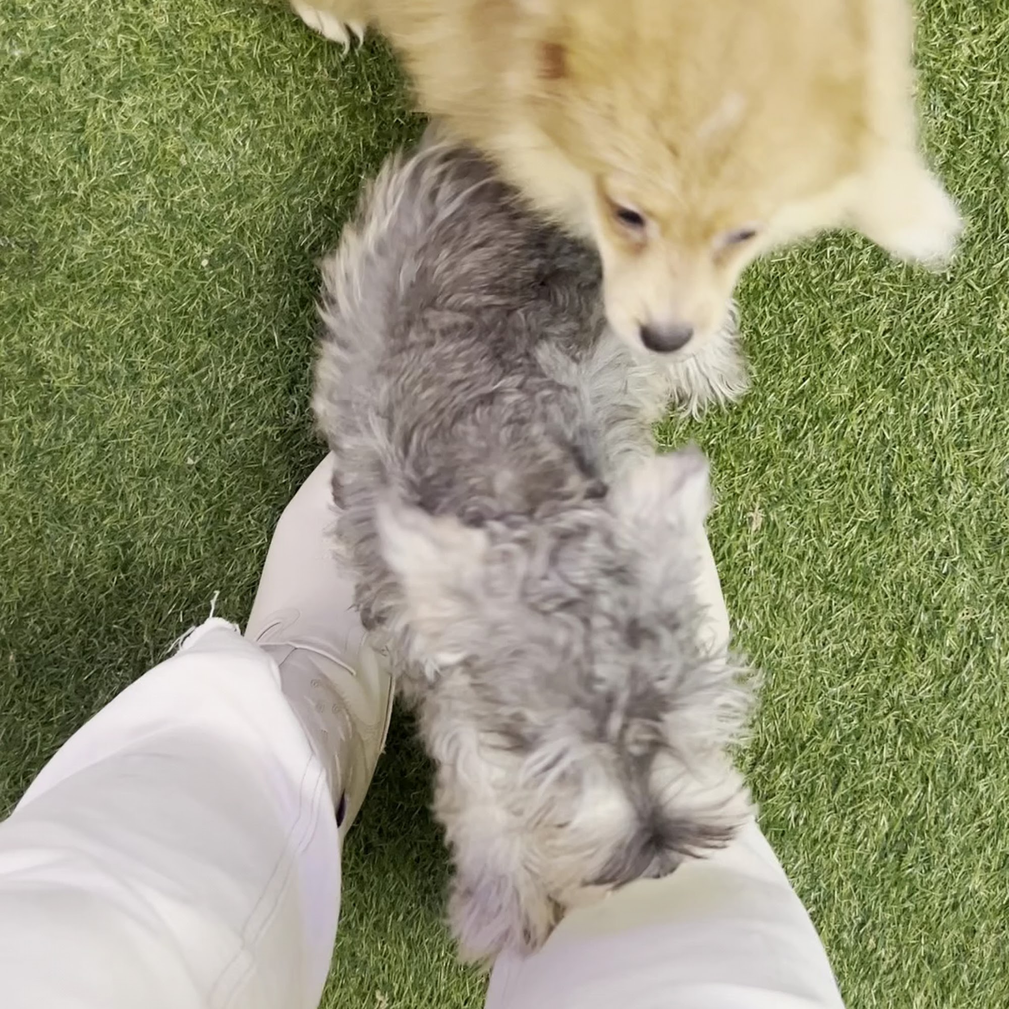 All American Breeders Stamford