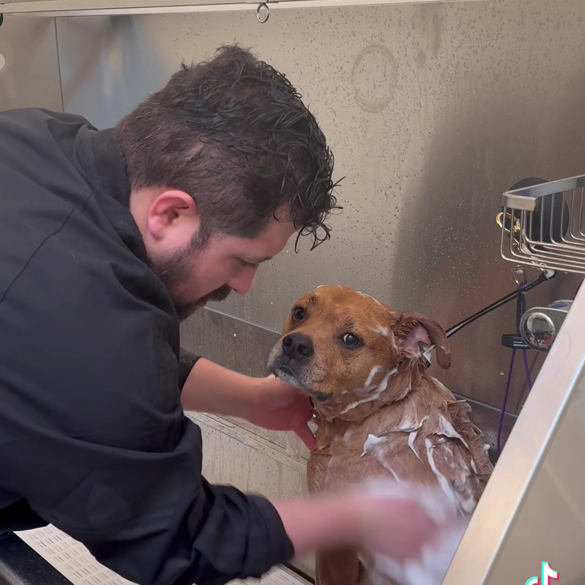 The Dog Man Shop & Grooming Salon Stamford