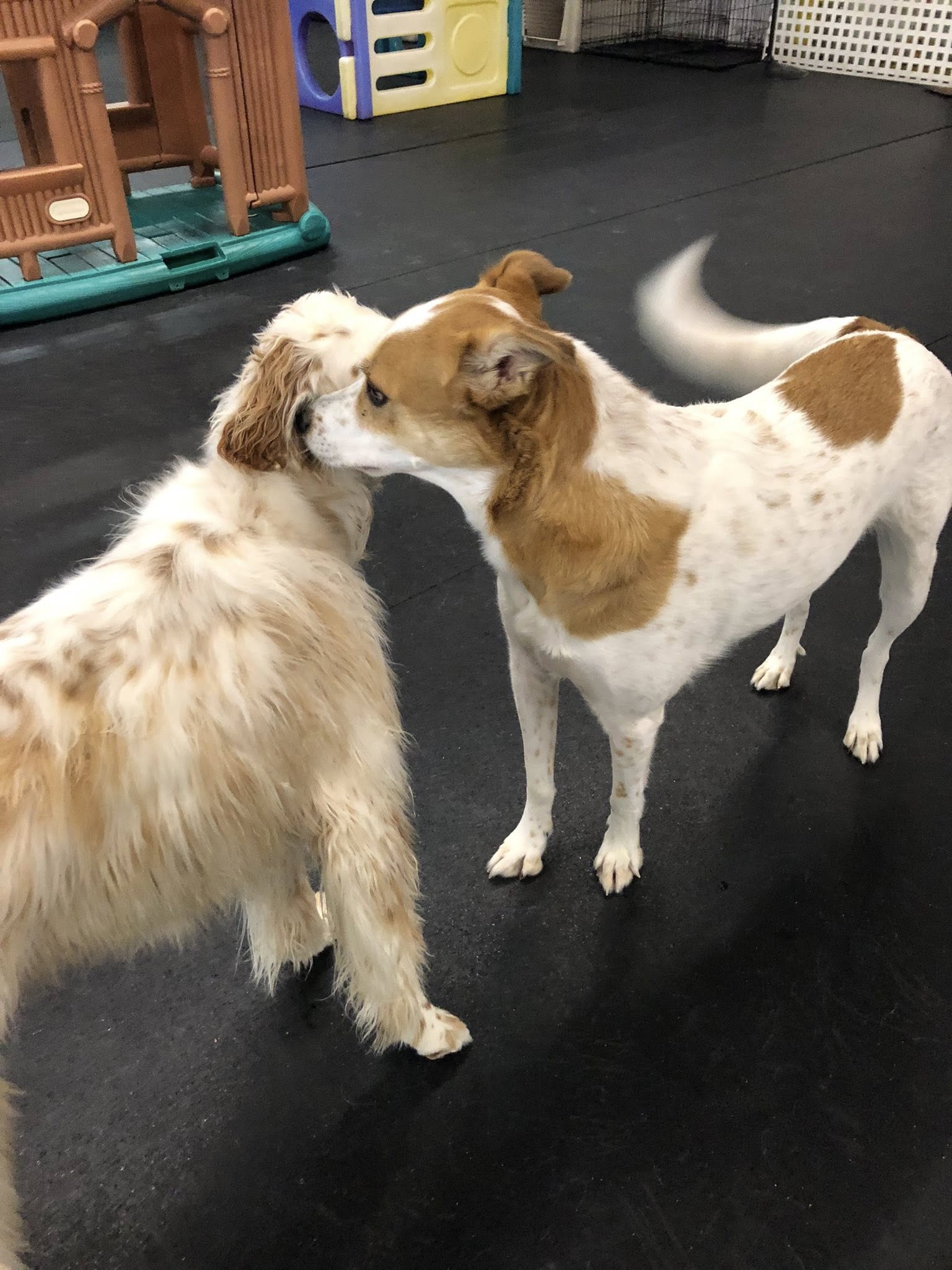 My Dog's Place Stonington