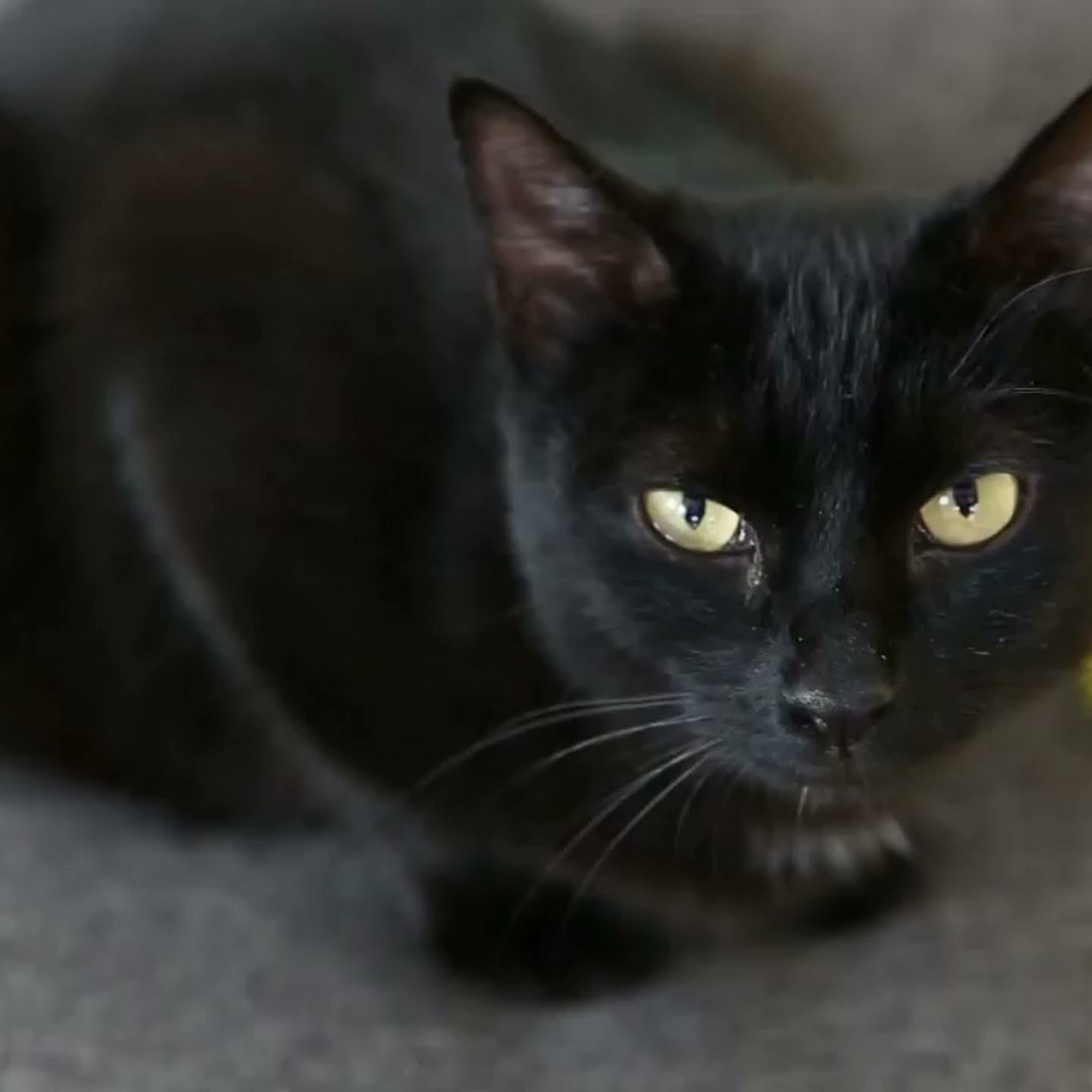 Nutmeg Spay/Neuter Clinic Stratford