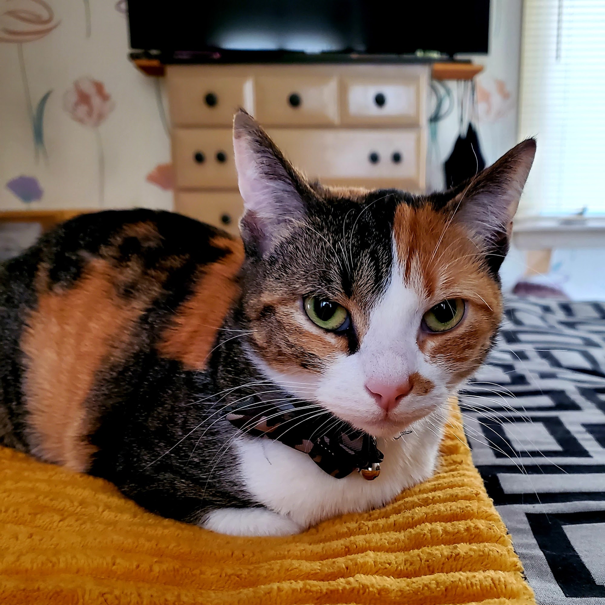 Stratford Animal Hospital Stratford