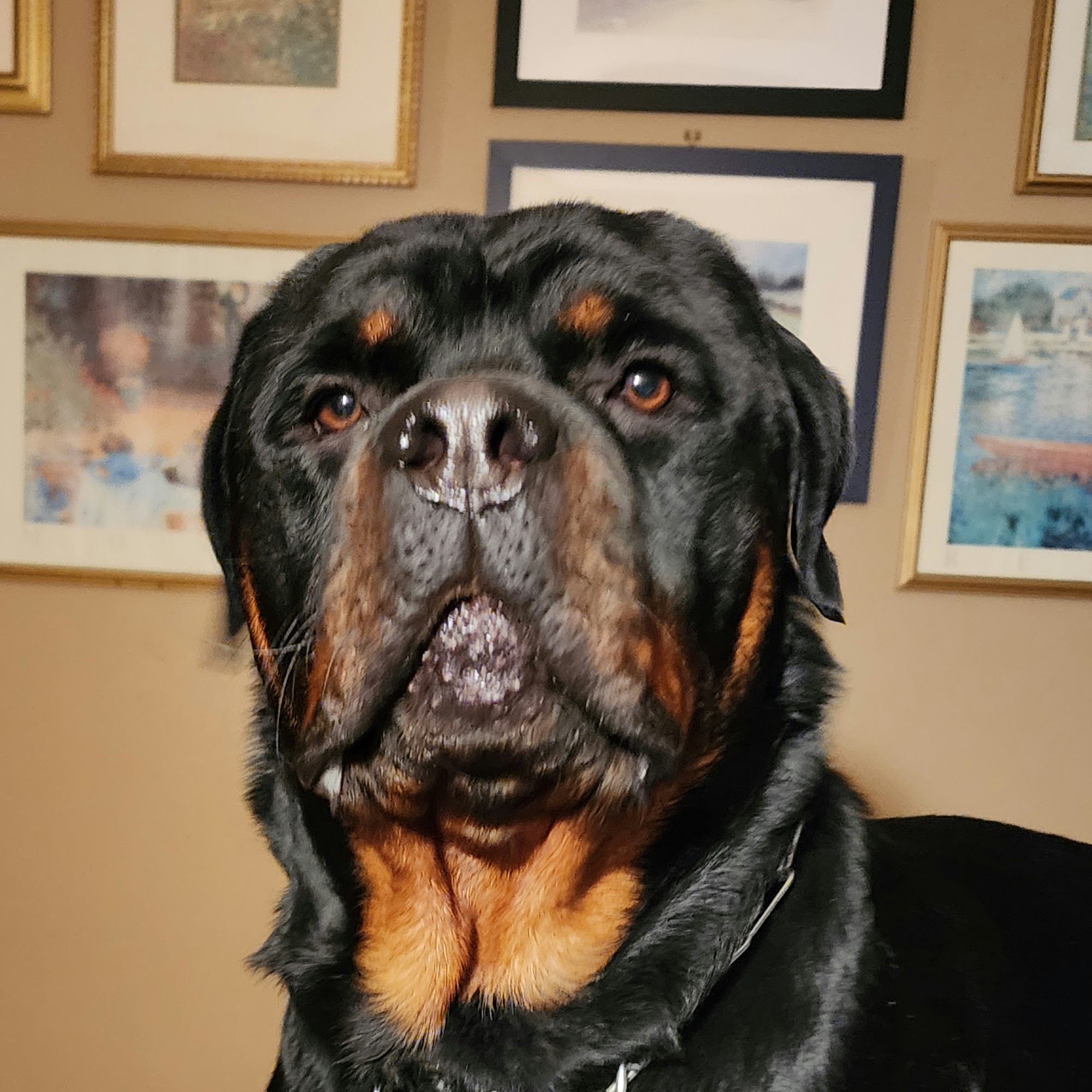 The Pet Hospital Of Stratford Stratford