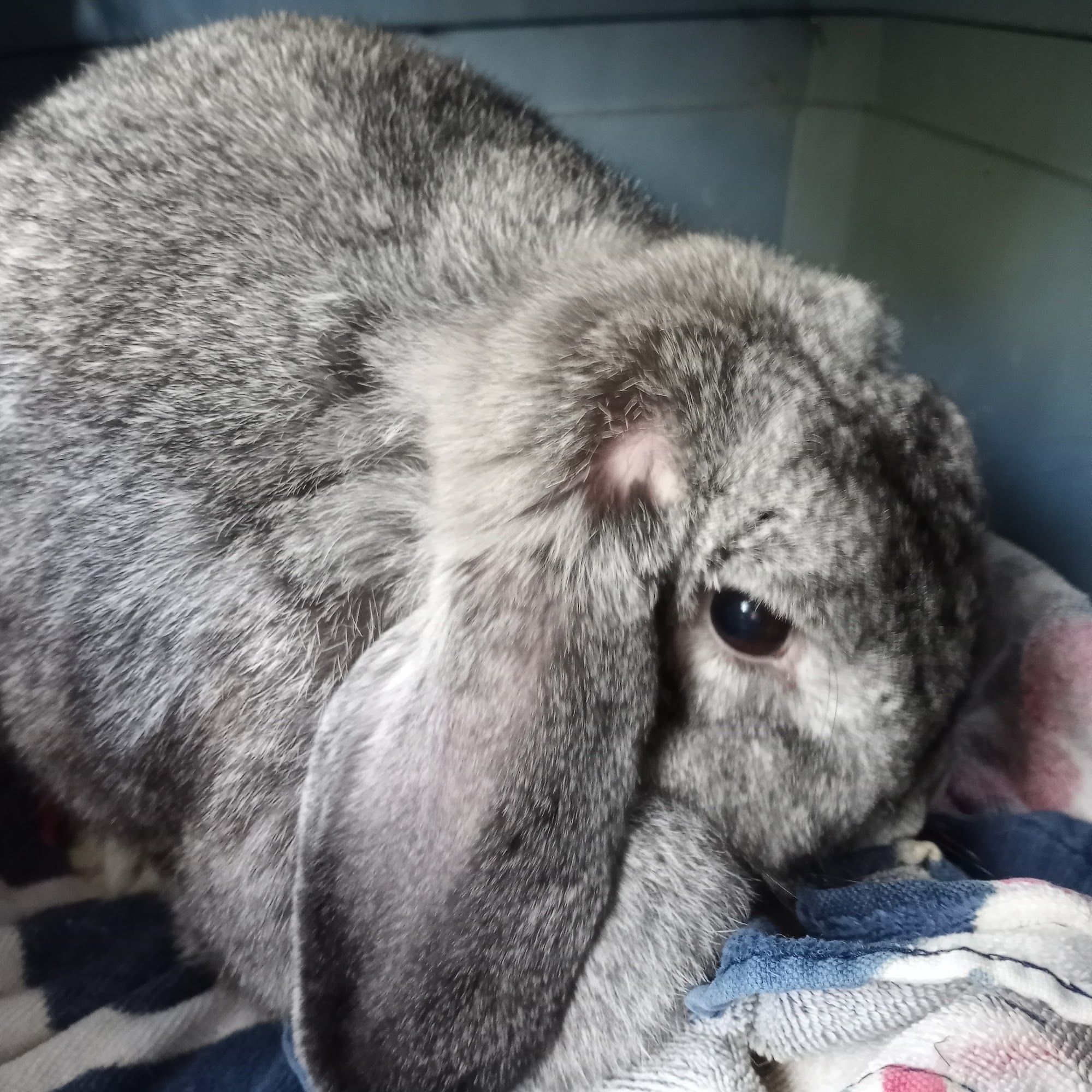 Barnum Animal Hospital Stratford