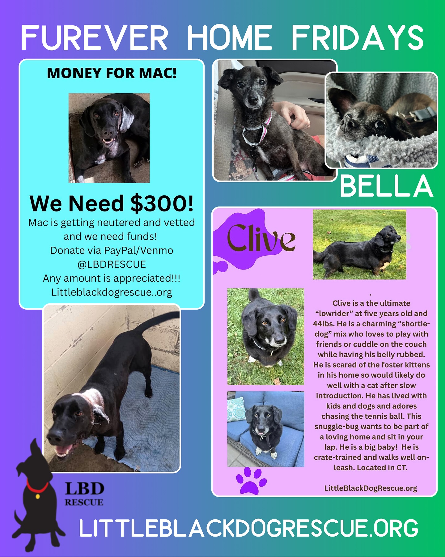 Dogfather Grooming Stratford