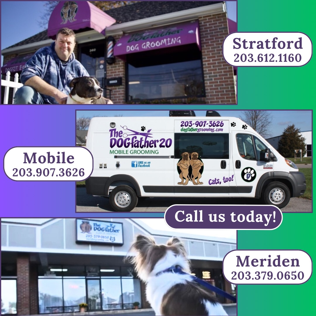 Dogfather Grooming Stratford