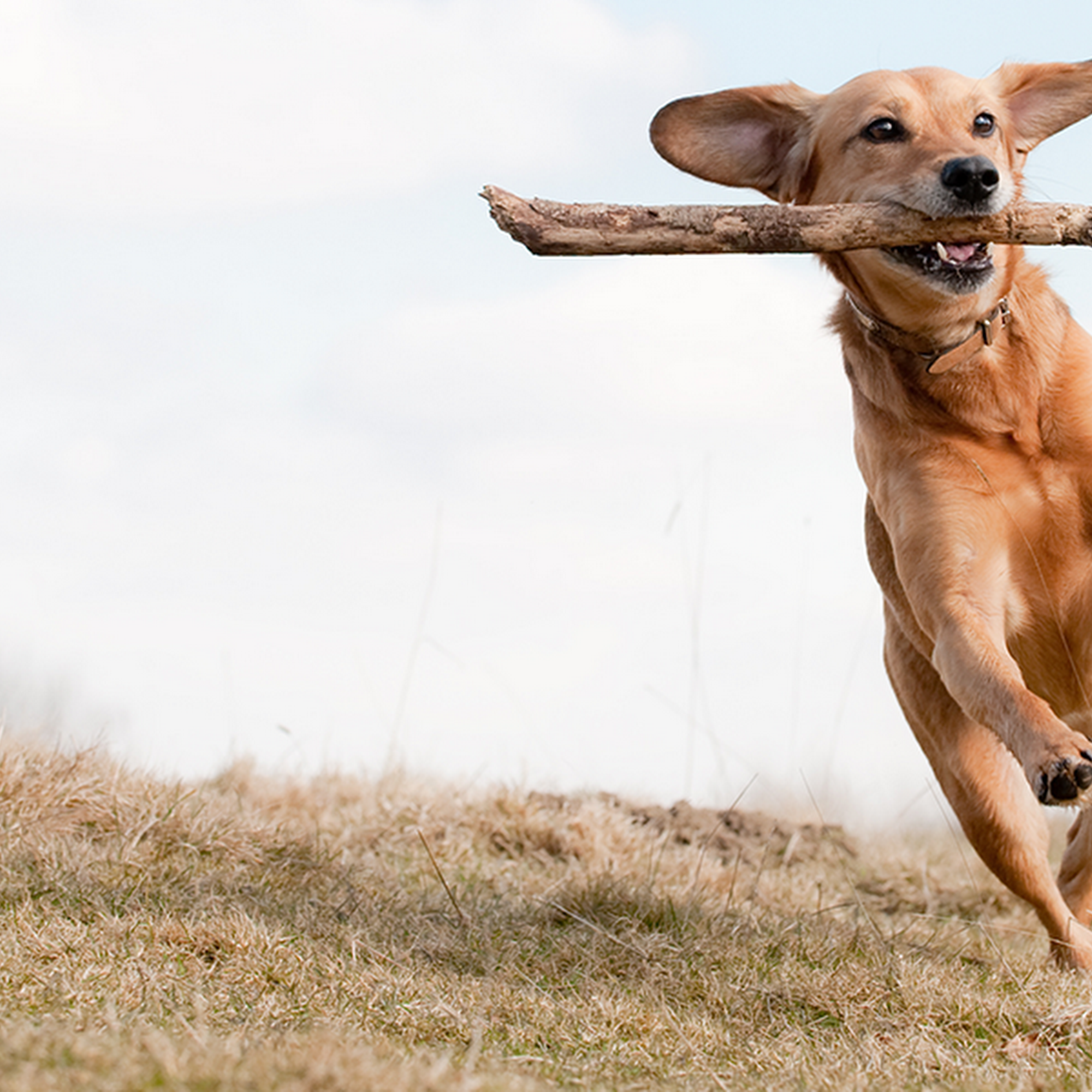 Top Dog Food & Supply Stratford