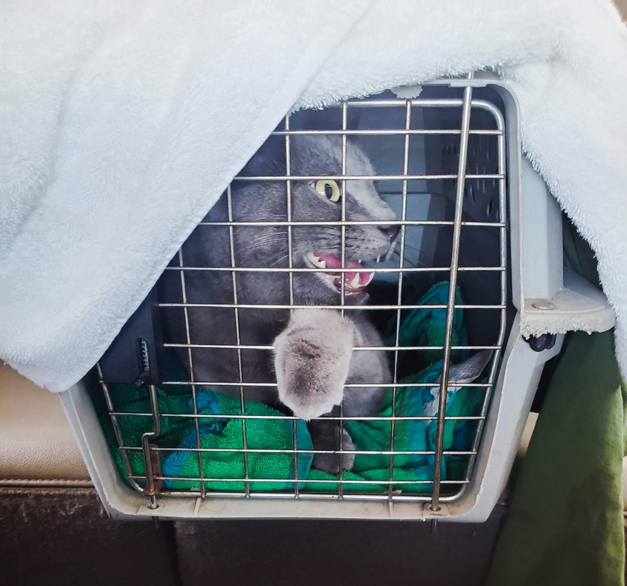 River Valley Animal Center Suffield