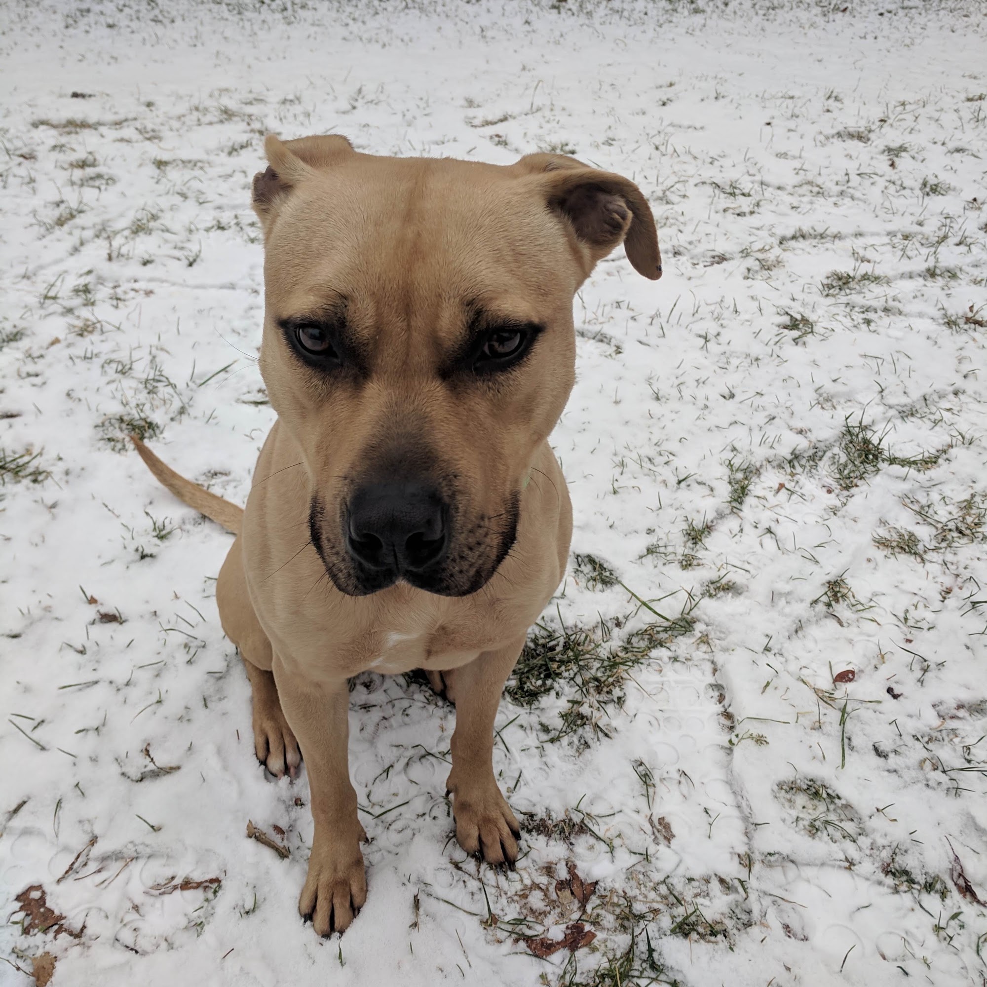 Animal Rescue Foundation Terryville