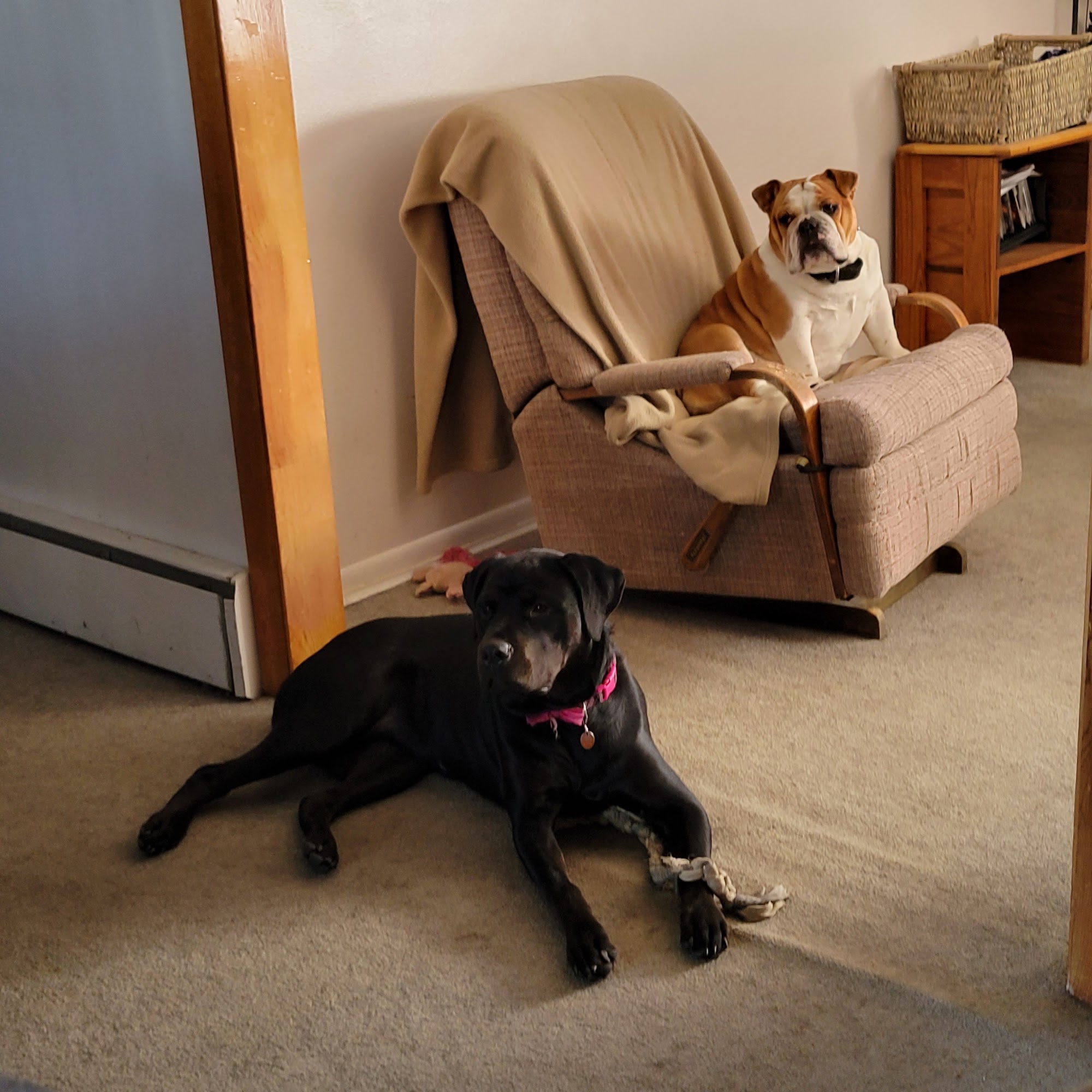 Thomaston Veterinary Clinic Thomaston