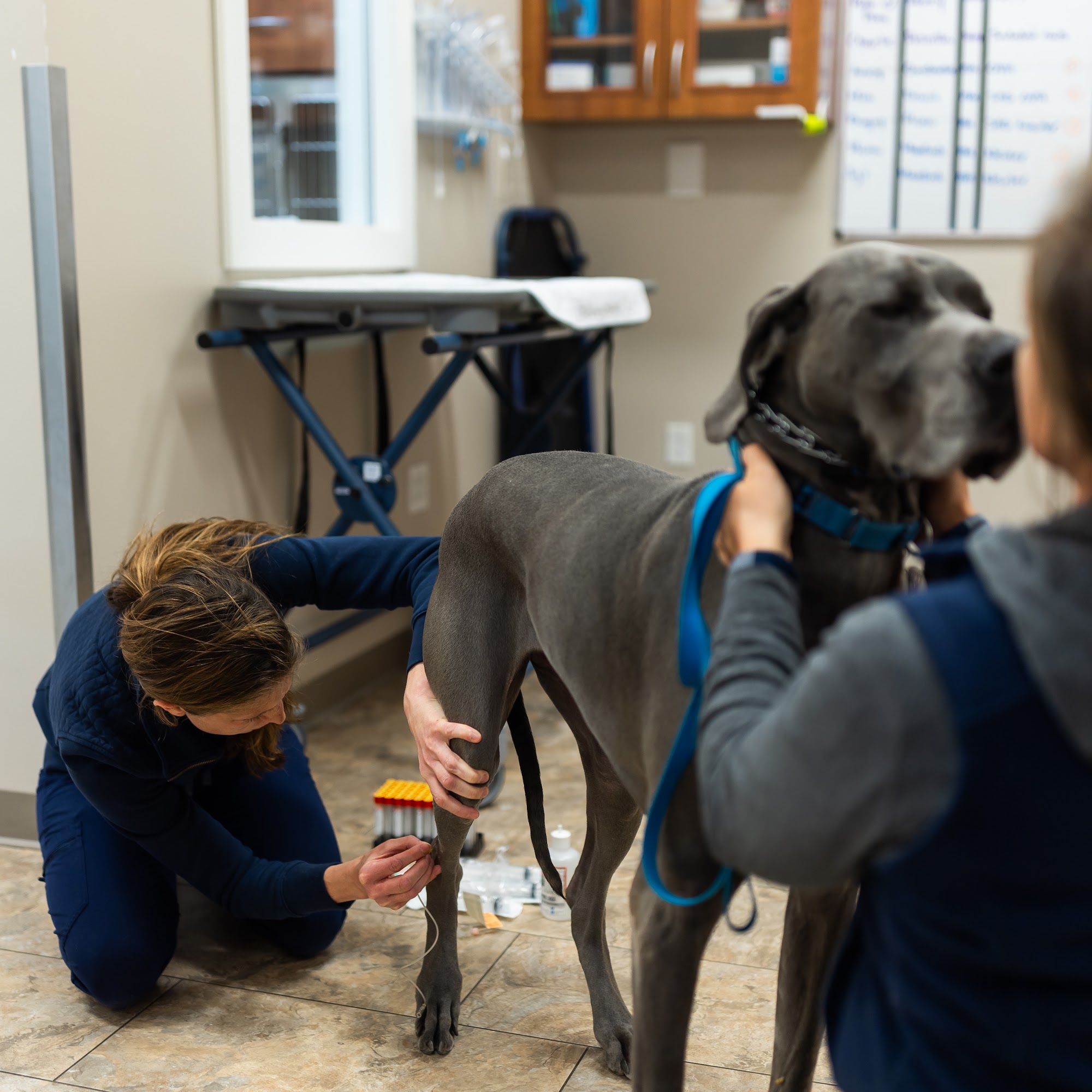 Fenton River Veterinary Hospital Tolland