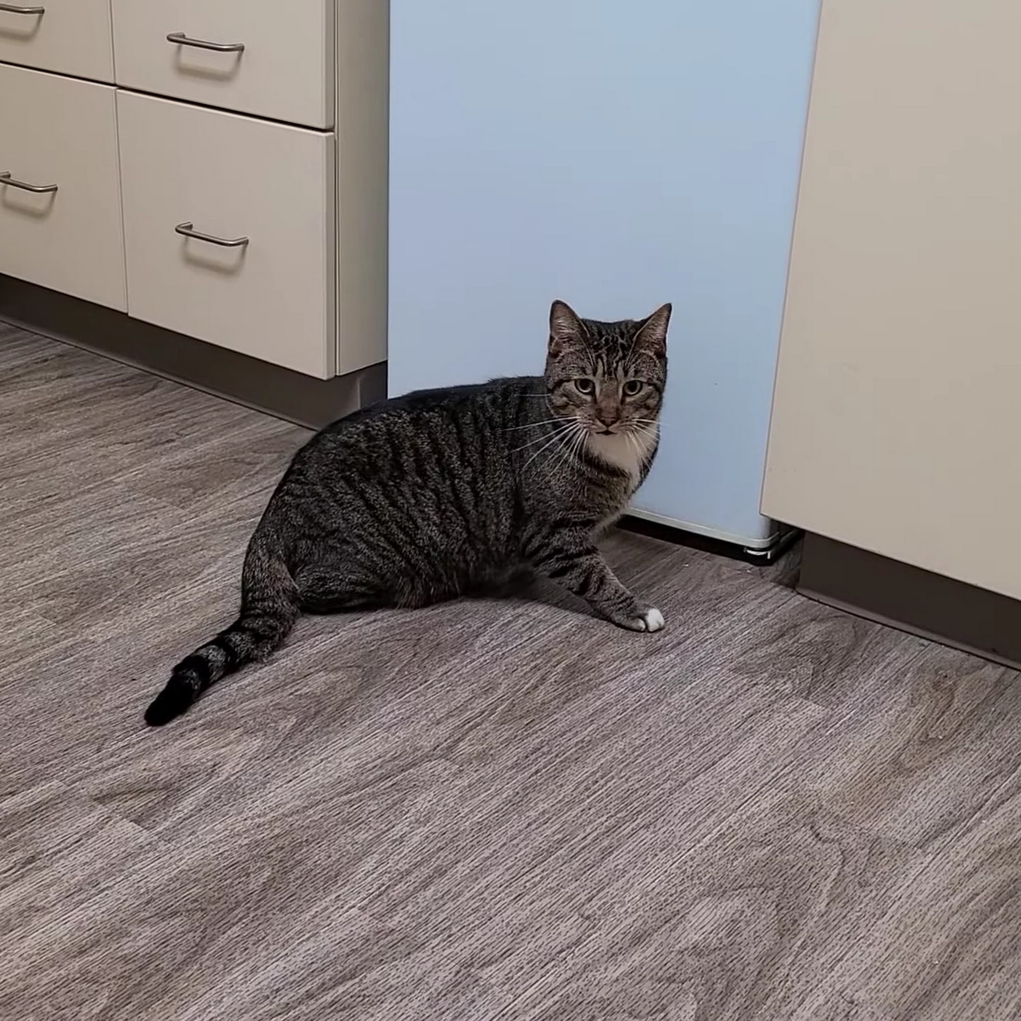 Tolland Veterinary Hospital Tolland