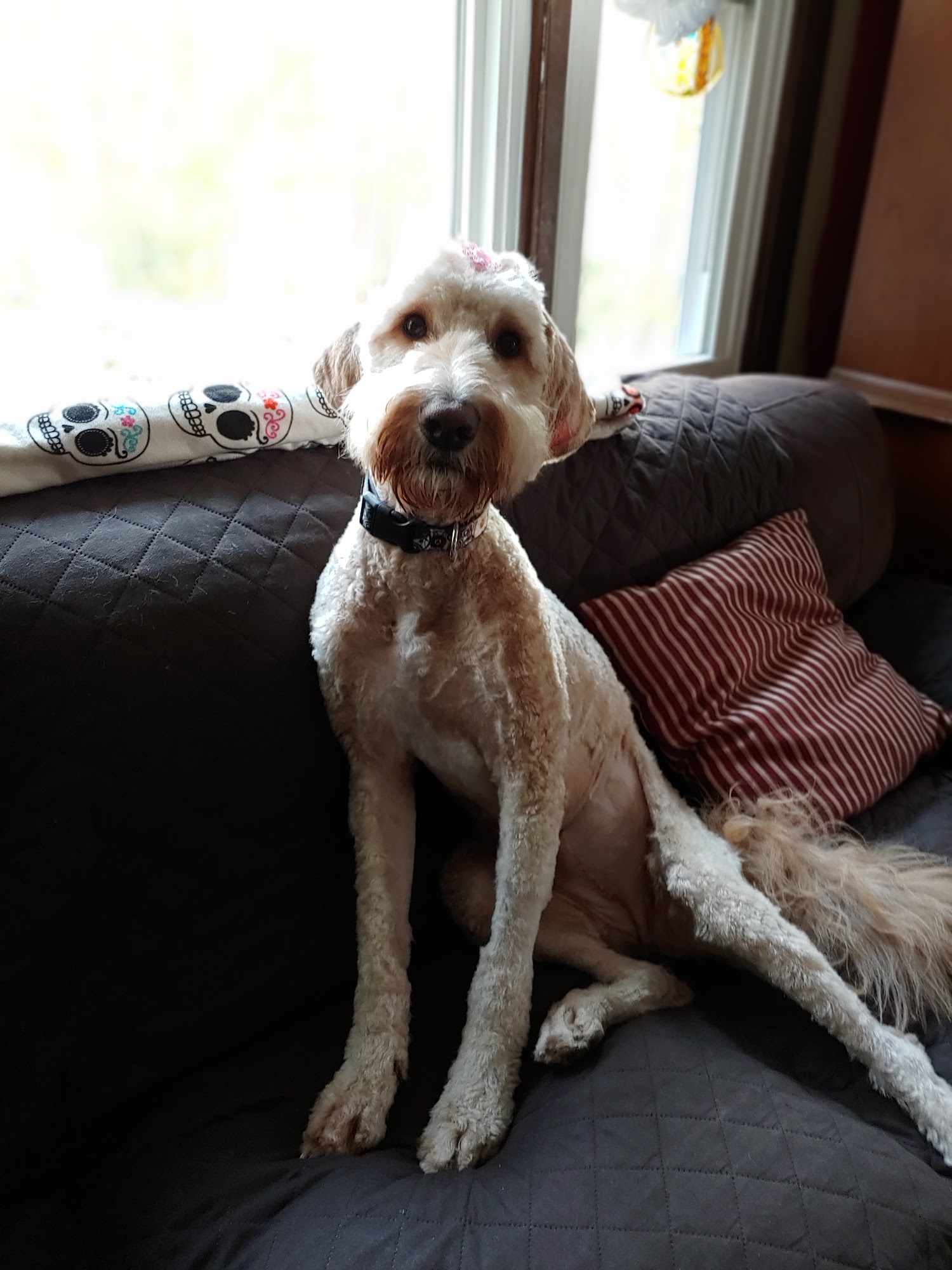 Angela's Dog Pawlour Tolland