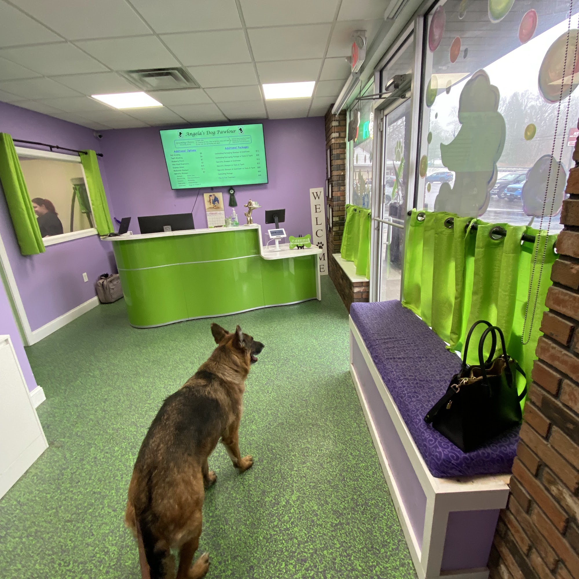 Angela's Dog Pawlour Tolland