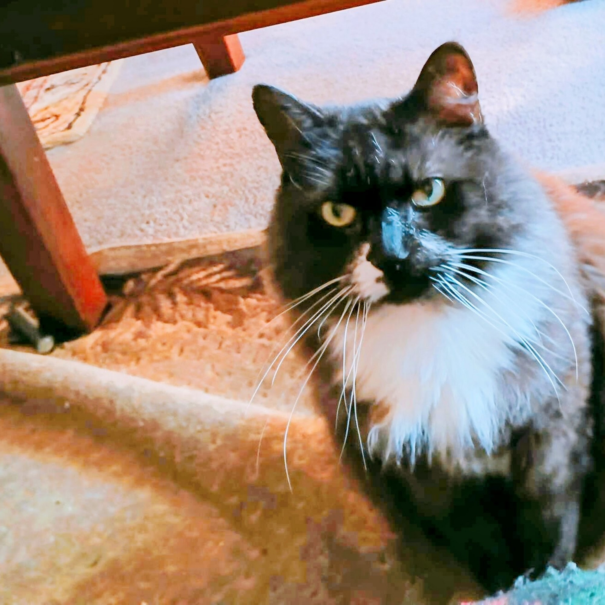 Torrington Animal Hospital Torrington