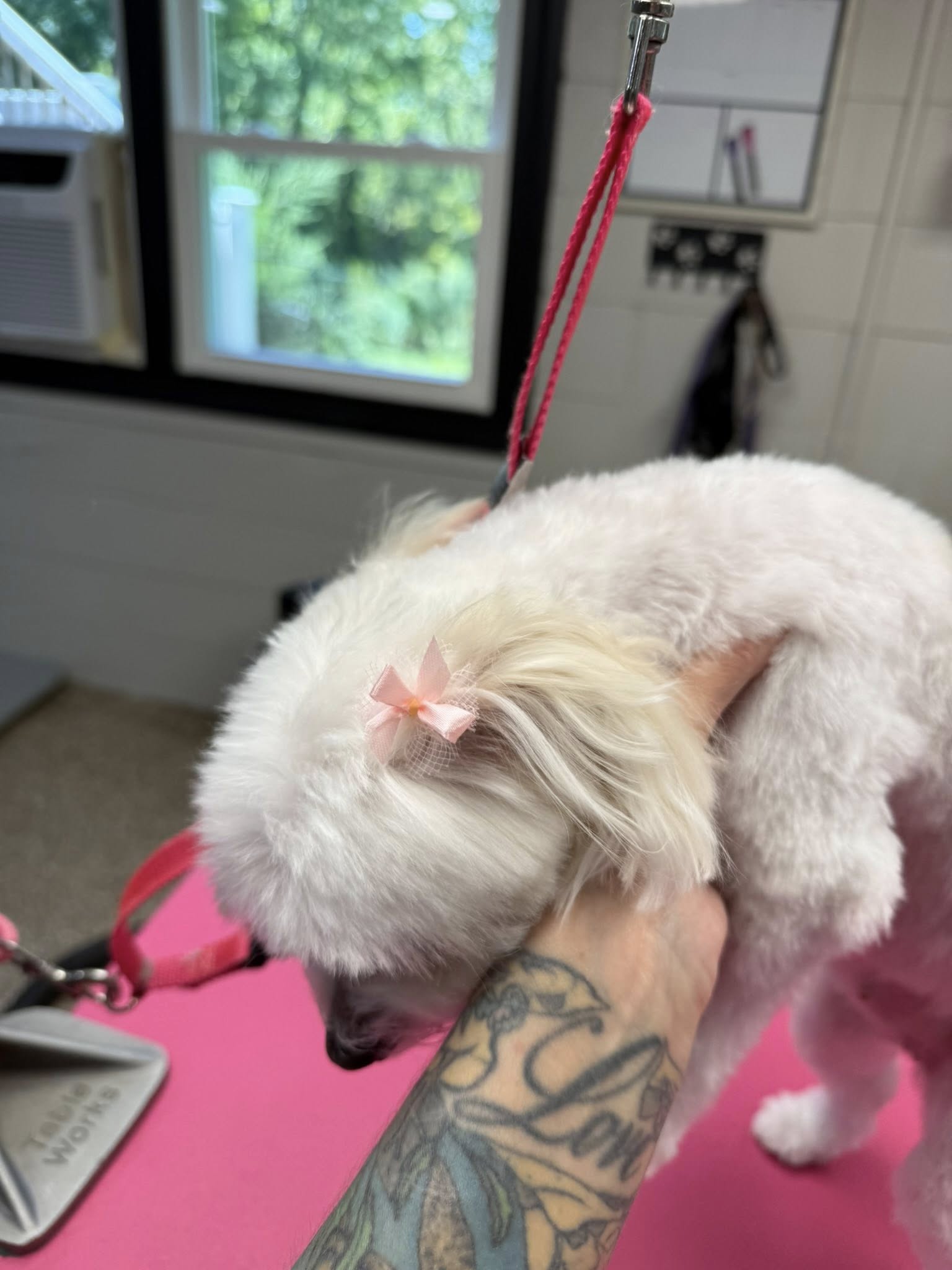 Endless PAWSibilities Luxury Pet Grooming Torrington